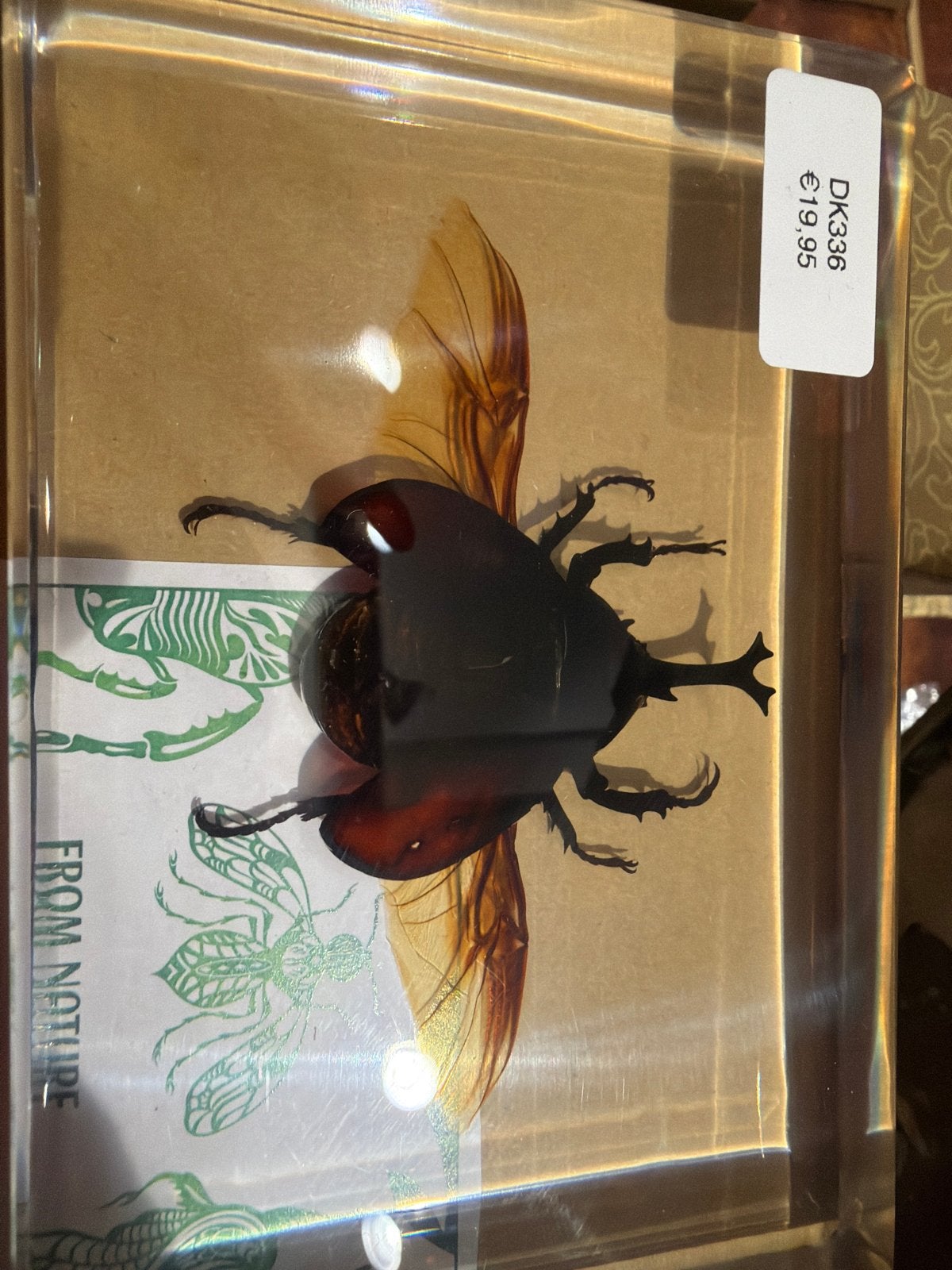 Opgezette neushoornkever in harsblok, Ophalen of Verzenden, Nieuw, Insect, Opgezet dier