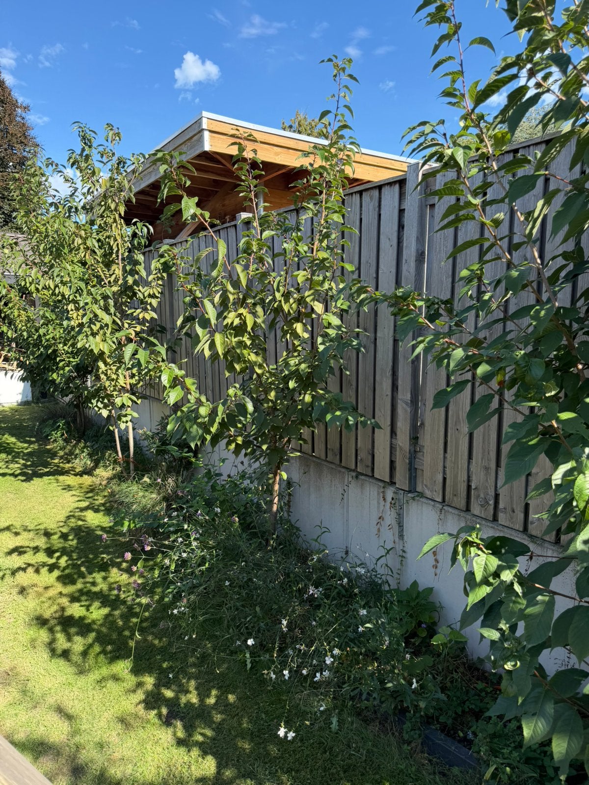 Prunus 5 stuks, Ophalen, Zo goed als nieuw, 250 tot 500 cm