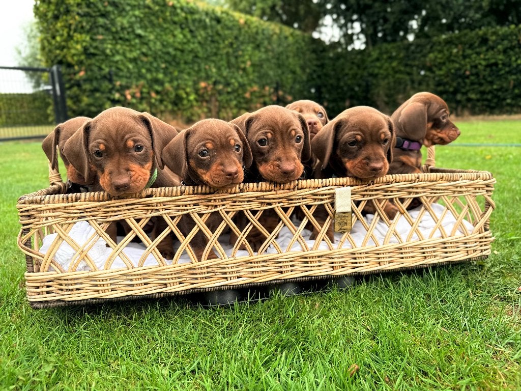Choco tan teckelpups, Dieren en Toebehoren, Honden | Teckels en Dashonden, 8 tot 15 weken, Korthaar, Dwerg, Parvo