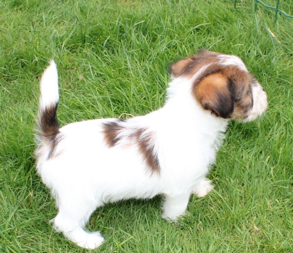Ruwhaar Jack Russel pups met stamboom, Dieren en Toebehoren, Honden | Jack Russells en Terriërs, Nederland, Jack Russell Terriër