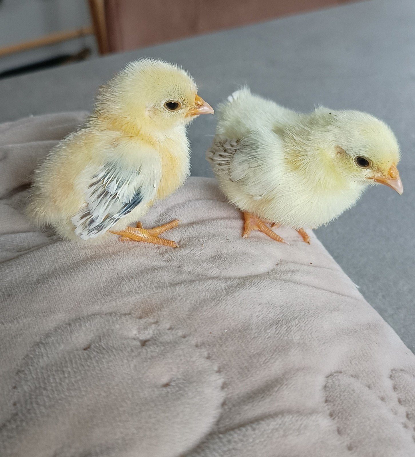 2 of 3 serama kuikens, Dieren en Toebehoren, Geslacht onbekend, Kip