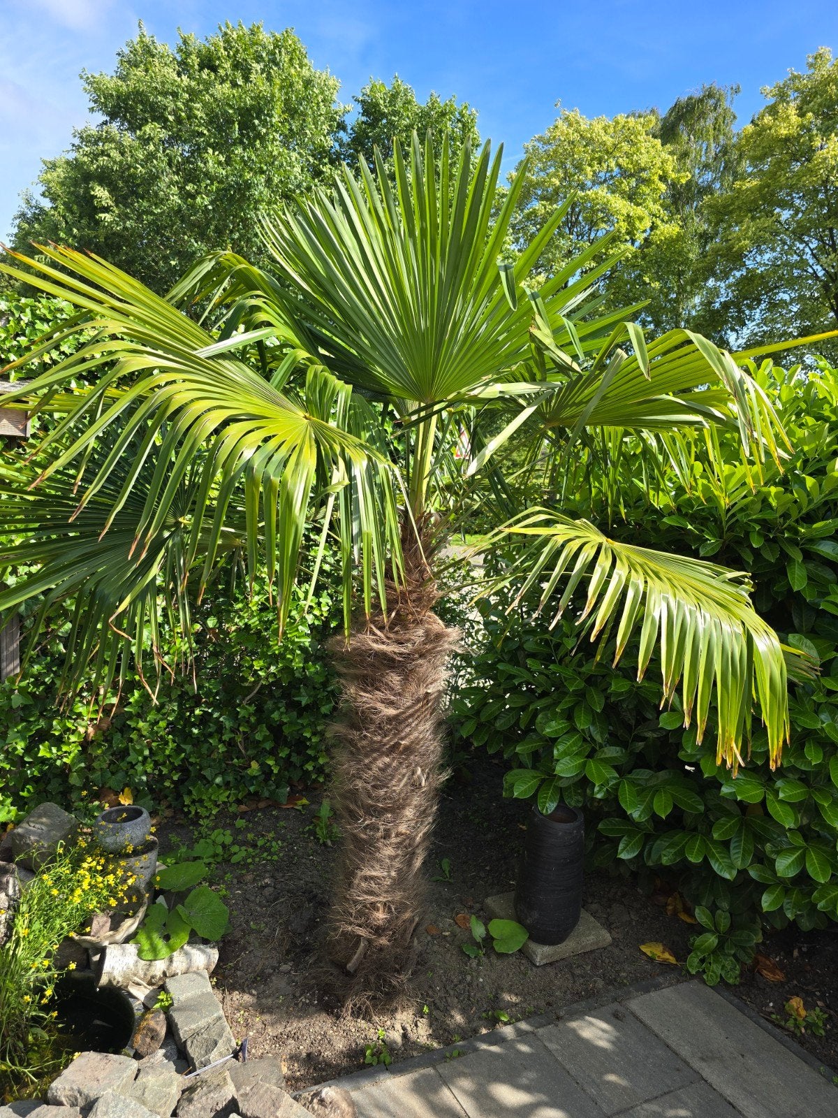 3x Grote Trachycarpus Fortunei | Winterharde Palm | 2,30 m, Tuin en Terras, Volle zon, Vaste plant, Bloeit niet, Ophalen