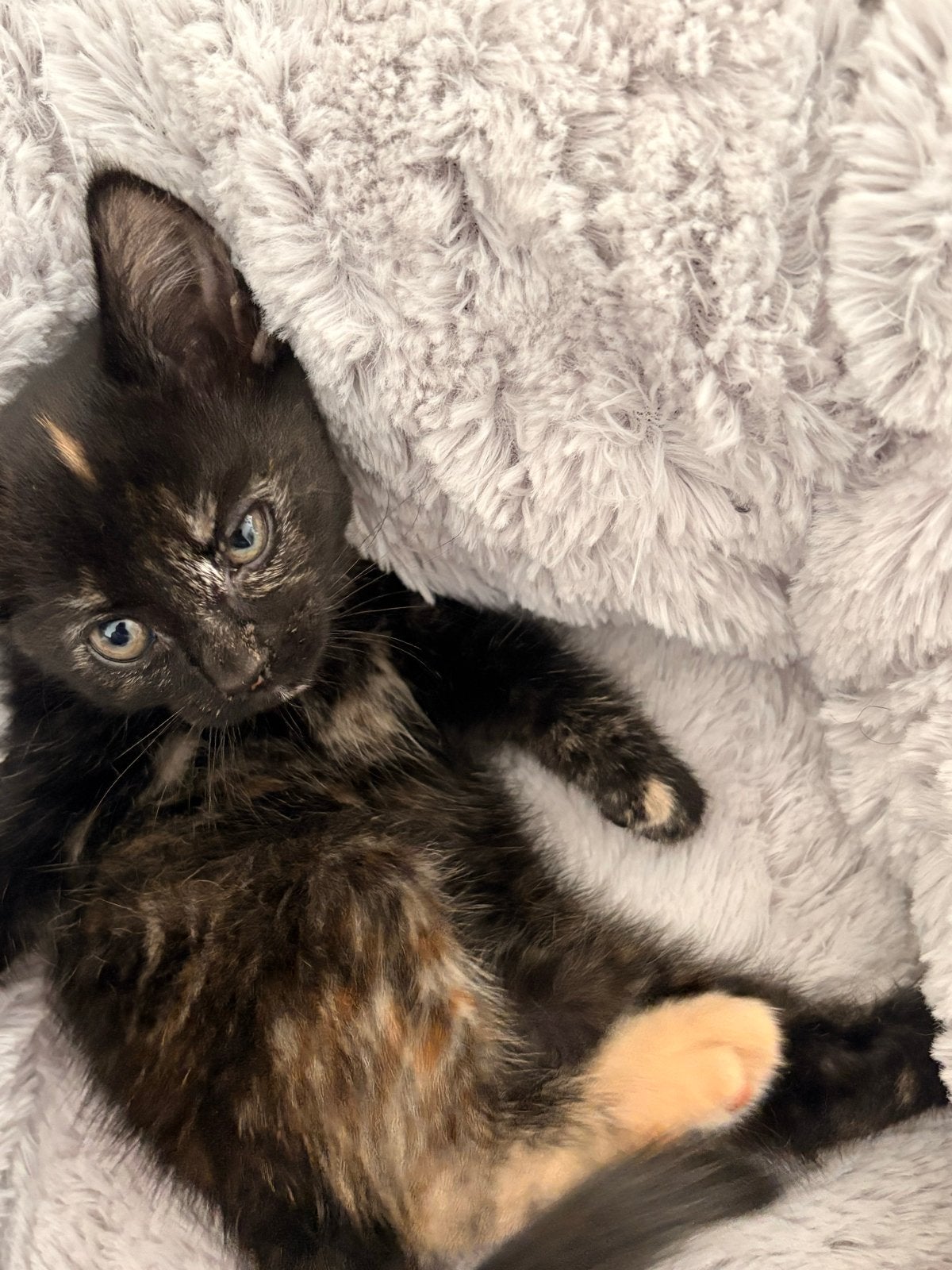 Lieve baby poes 8 weken oud, Poes, Kortharig