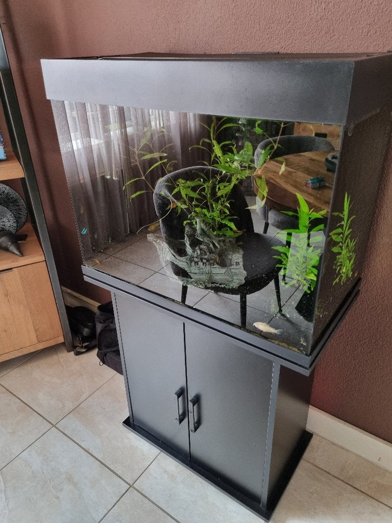 Aqwarium juwel 80, Dieren en Toebehoren, Ophalen, Pomp, Gebruikt, Leeg aquarium