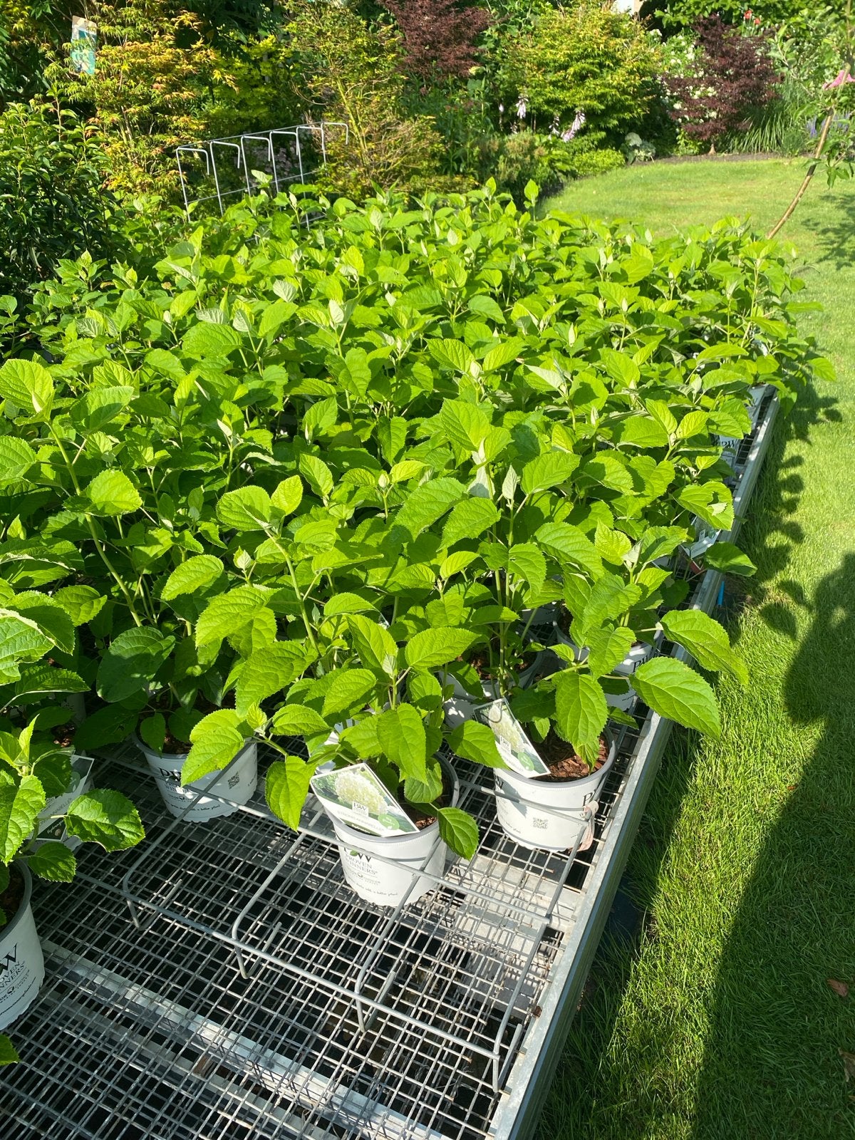 Hortensia Strong Annabelle & Pink Annabelle, Vaste plant, Halfschaduw, Zomer, Ophalen