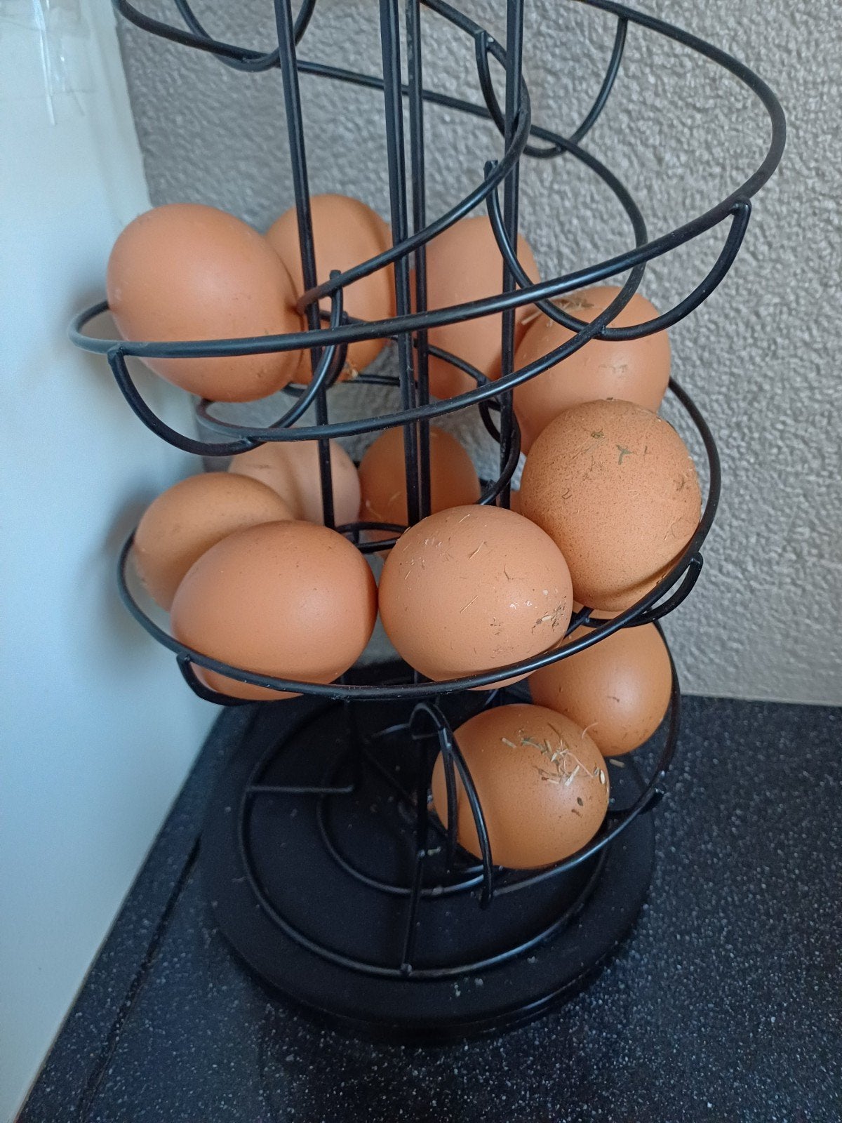 Rhode Island Red broedeieren, Geslacht onbekend, Kip