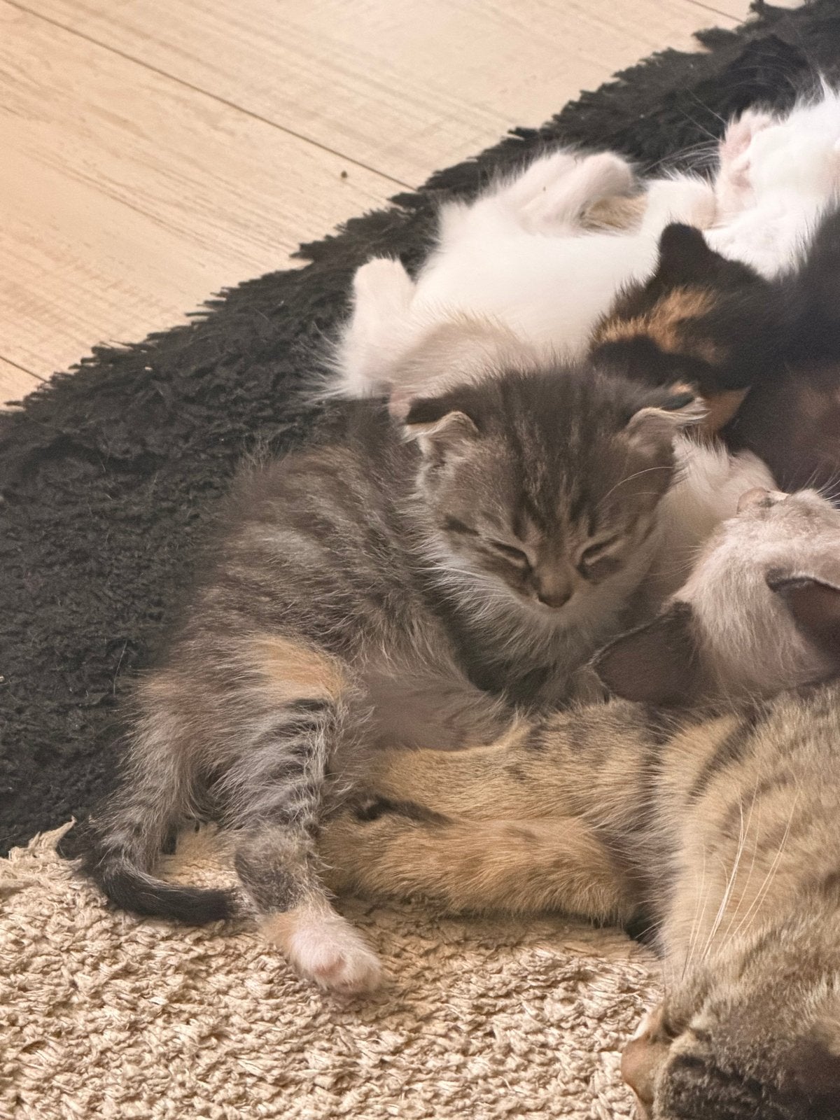 Kittents te koop, Dieren en Toebehoren, Meerdere dieren, Kortharig, 0 tot 2 jaar