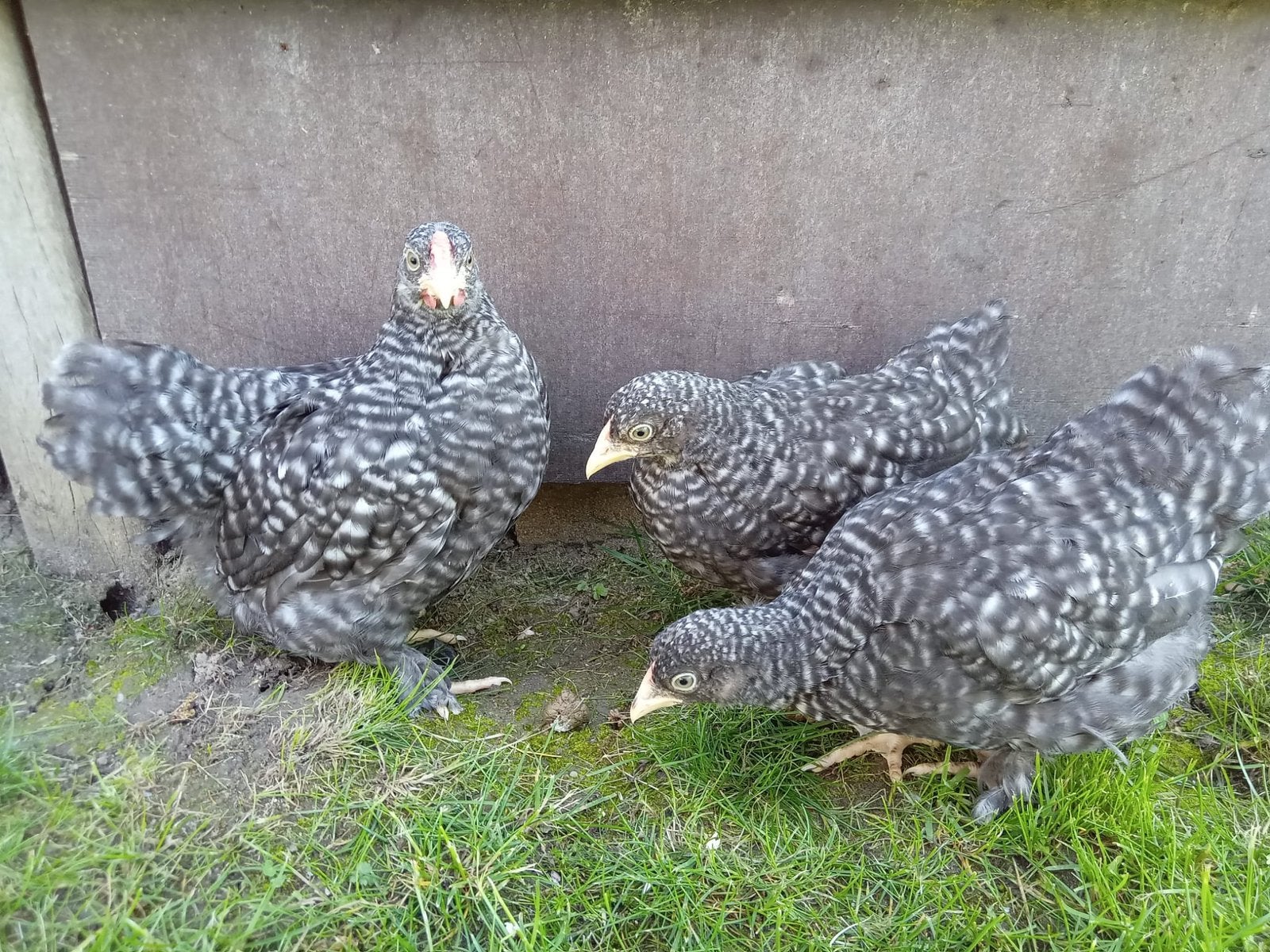 Mooie Brahma krielen meerzomig patrijs, Meerdere dieren, Kip
