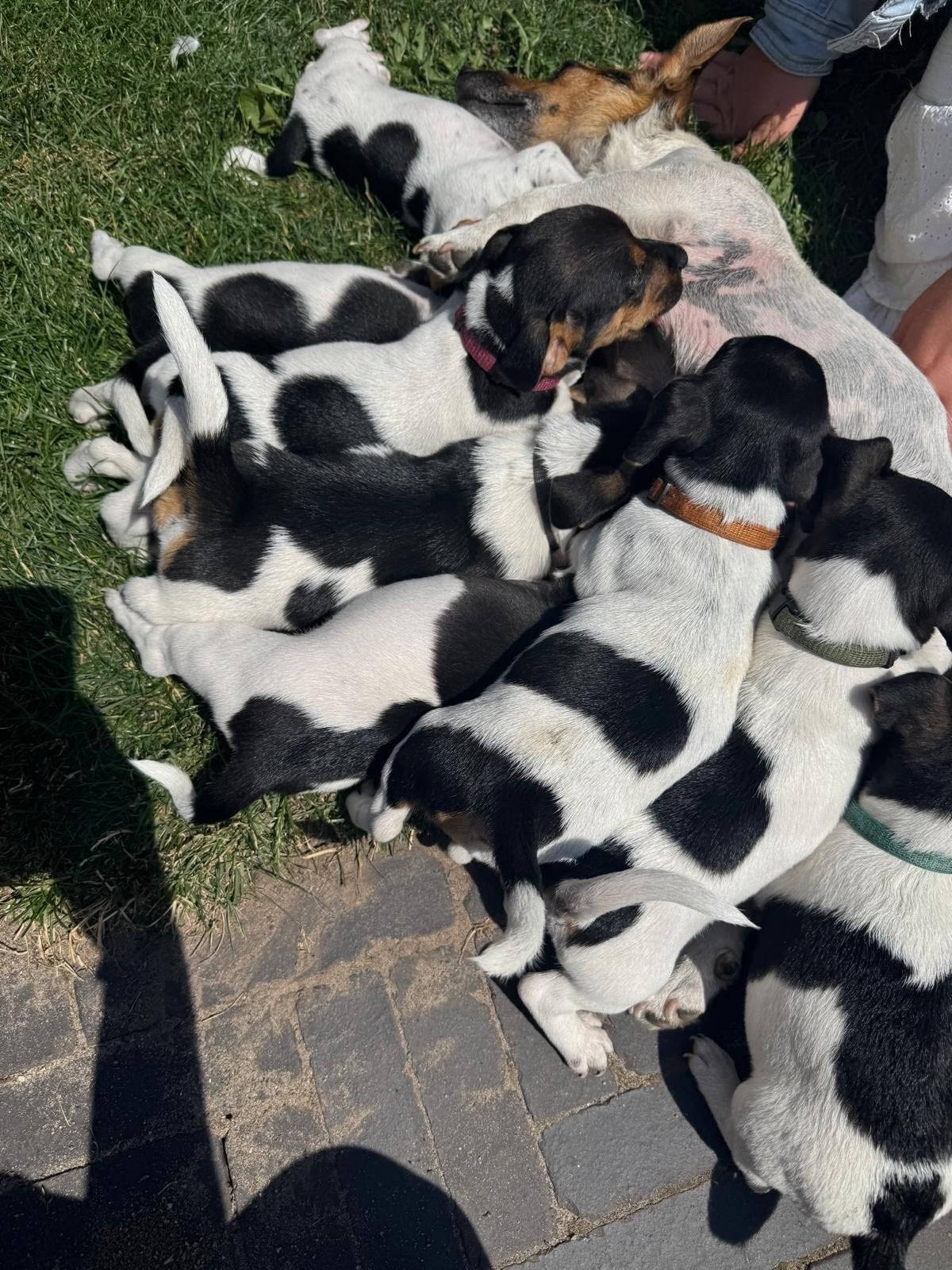 Super mooi getekende jack russel pups, Dieren en Toebehoren, Honden | Jack Russells en Terriërs, Jack Russell Terriër, 8 tot 15 weken