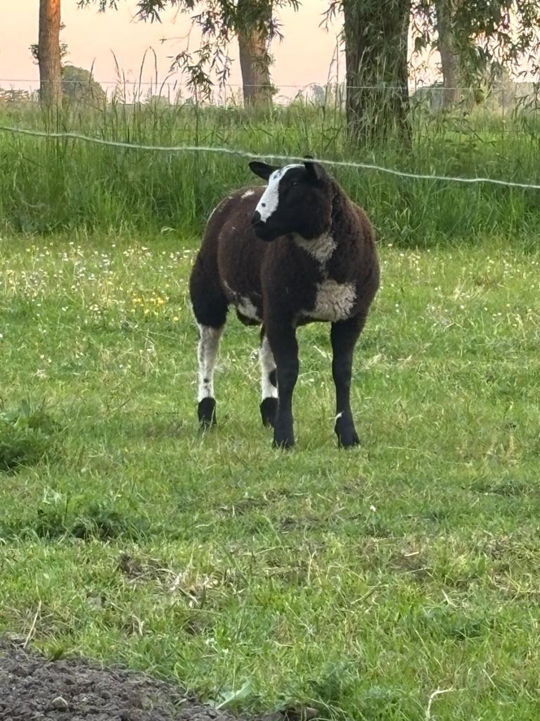 Grote bonte ram uit 2026, Dieren en Toebehoren, Schapen, Geiten en Varkens, Mannelijk, Schaap