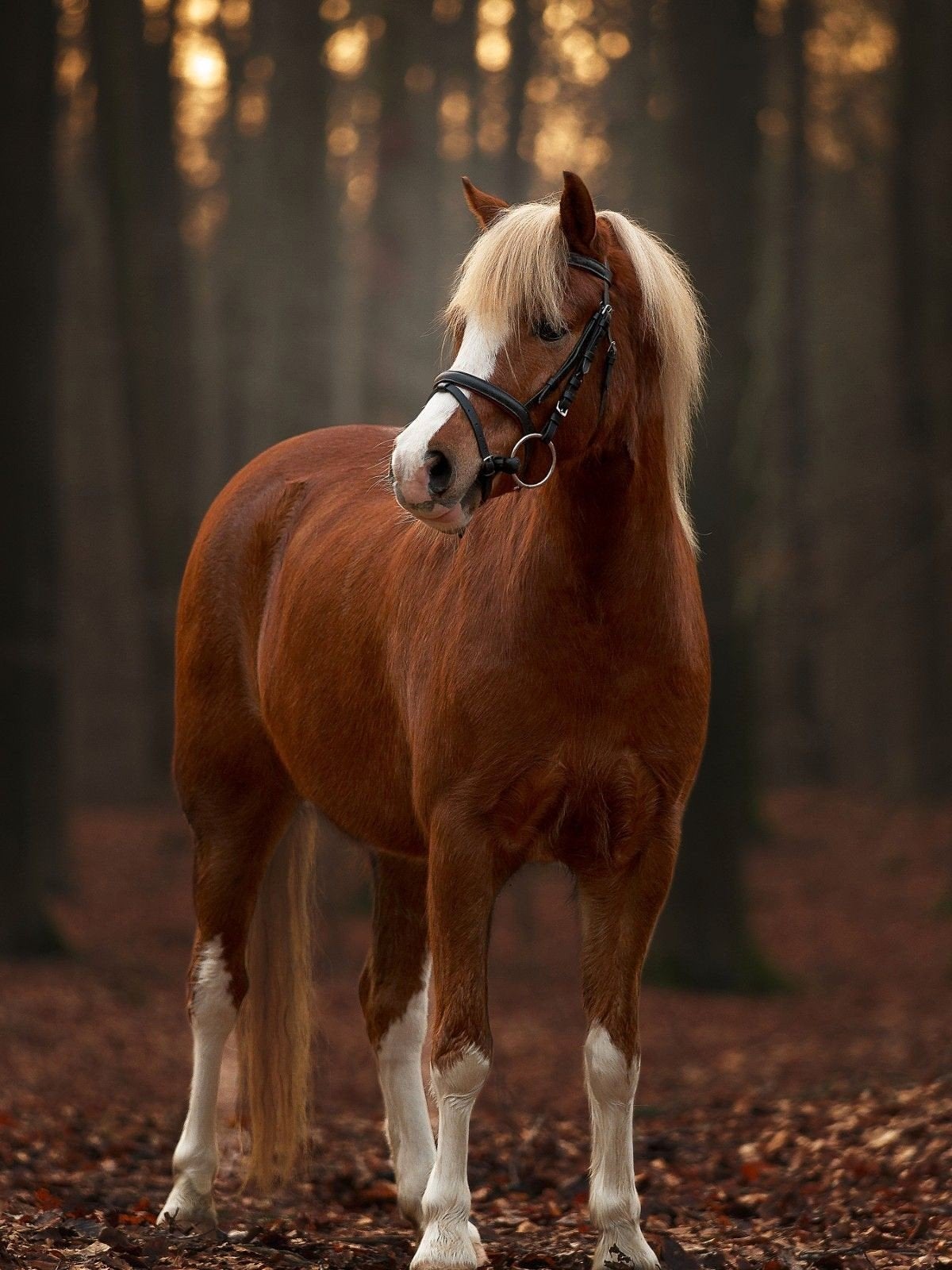 mooie welsh menpony., Dieren en Toebehoren, Pony's, Gechipt, B, Ruin, 7 tot 10 jaar