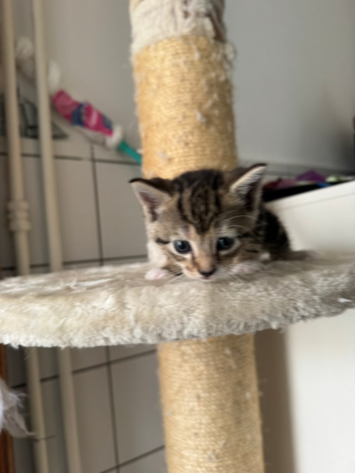 3 kittens te koop, Europese korthaar, Tabby- 3 poezen, Meerdere dieren, Ontwormd, 0 tot 2 jaar