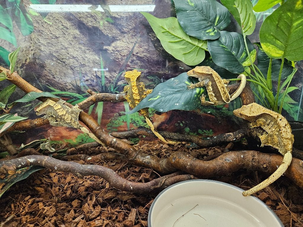 Correlophus ciliatus Wimpergekko's Crested Gecko photo 10