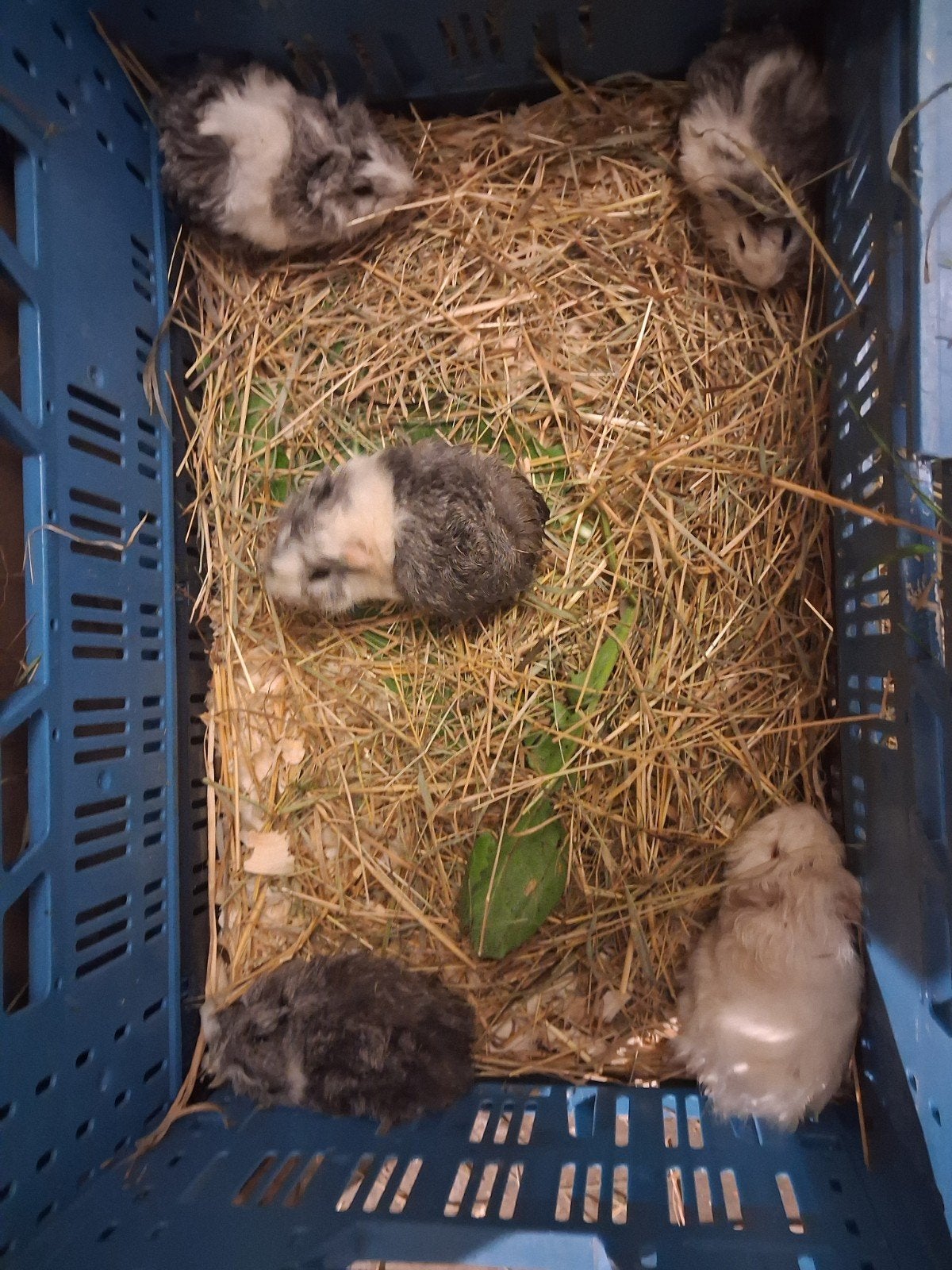 cavia's, Dieren en Toebehoren, Cavia, Meerdere dieren, Tam, September
