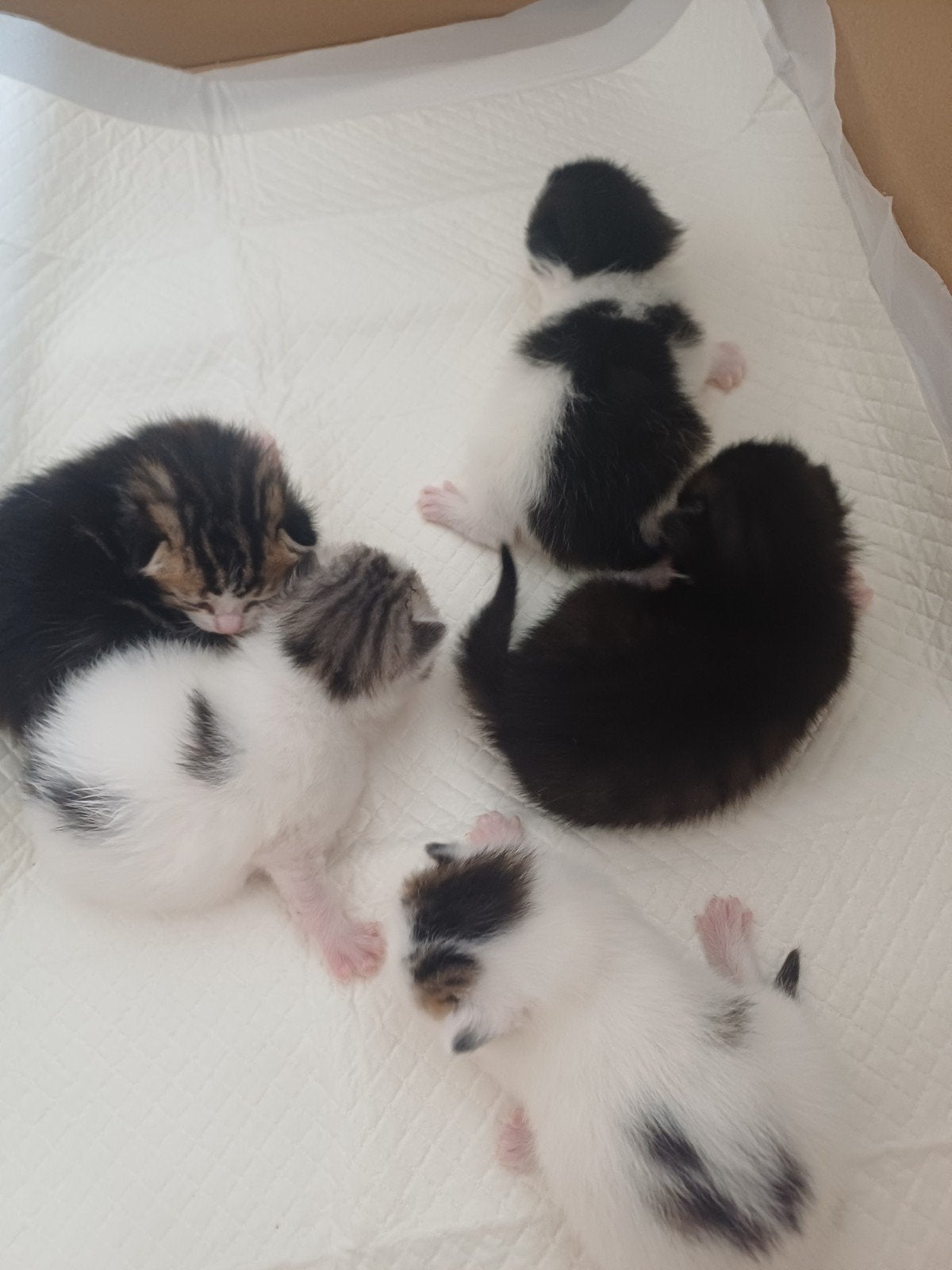 Kittens, Meerdere dieren