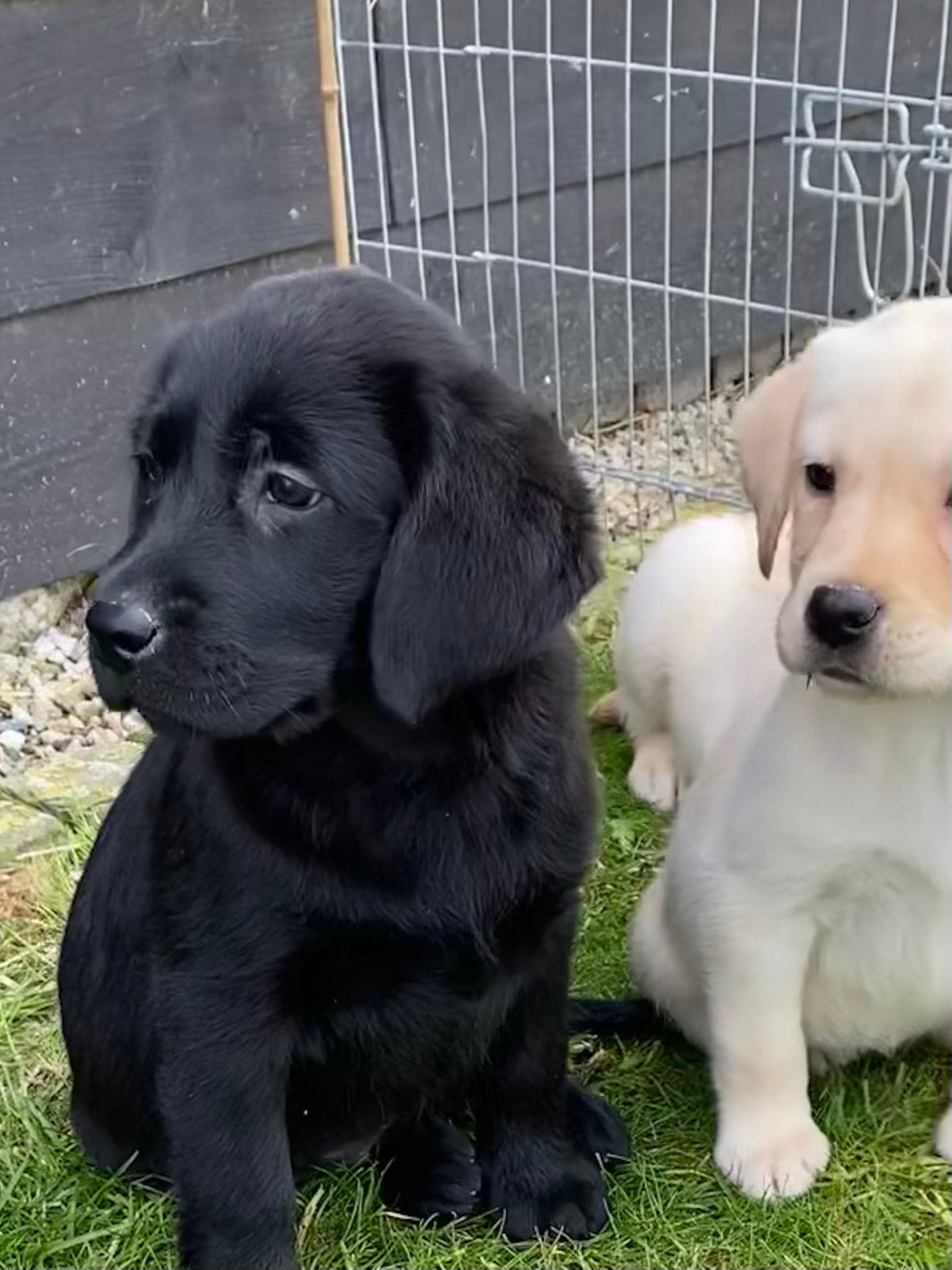 Prachtige raszuivere labrador retriever pups, Parvo, 8 tot 15 weken, Labrador retriever, Meerdere