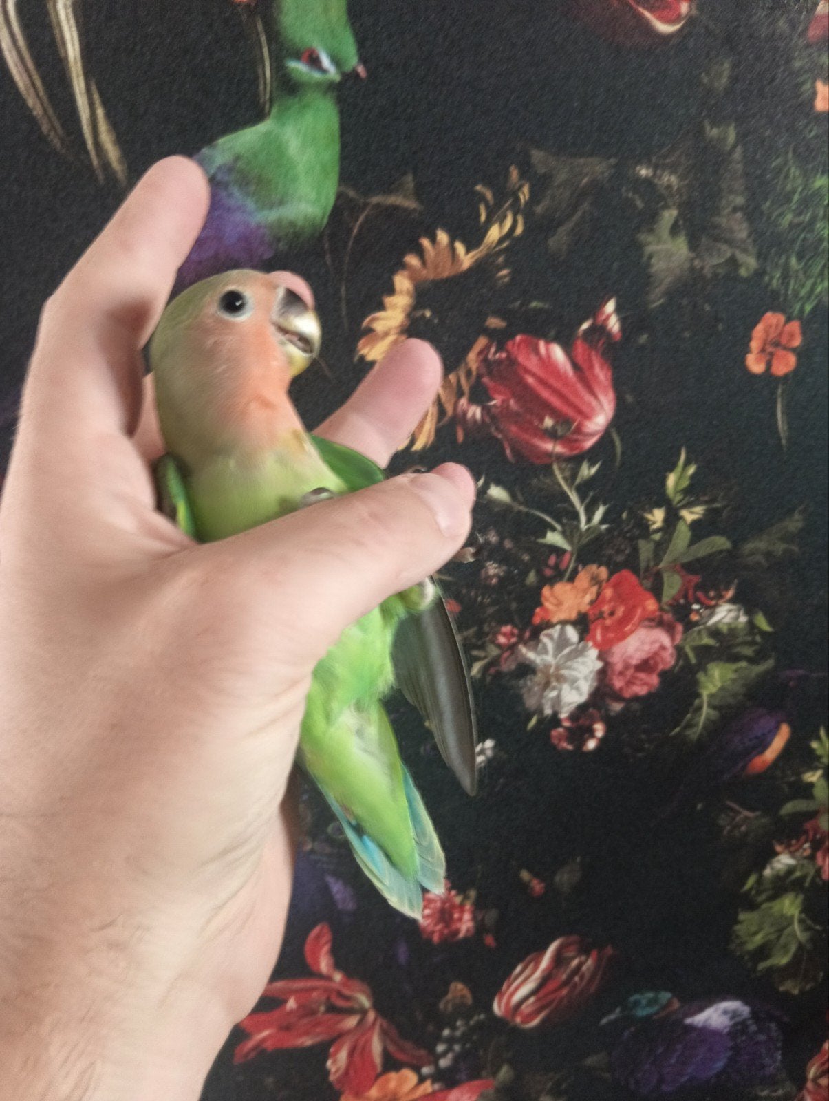 2 jonge agaponissen  wildkleur, Dieren en Toebehoren, Vogels | Parkieten en Papegaaien