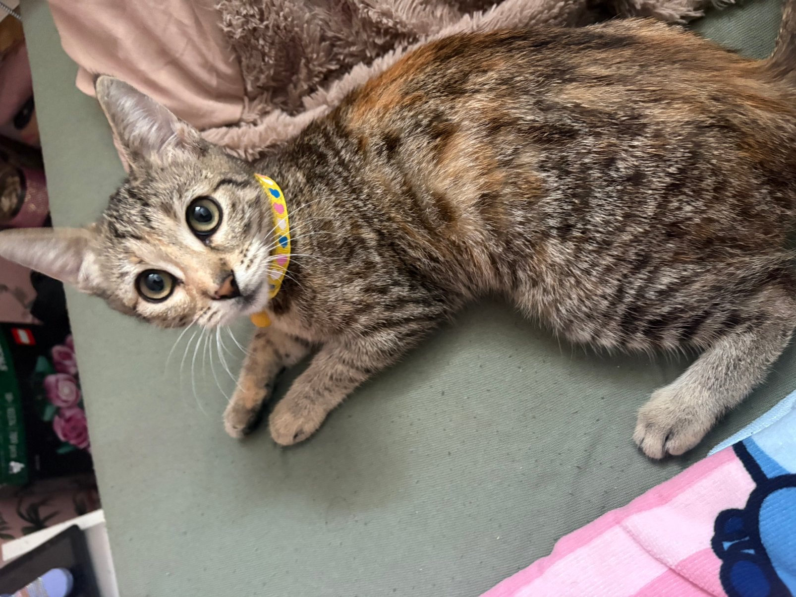 Wie heeft interesse in deze poes?, Poes, Met stamboom, 0 tot 2 jaar