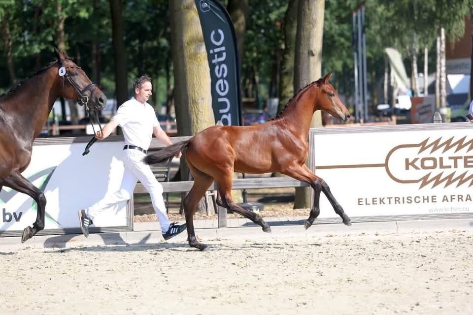 Veulen te koop, Dieren en Toebehoren, Paarden, Met stamboom, Minder dan 160 cm, Niet van toepassing, Dressuurpaard