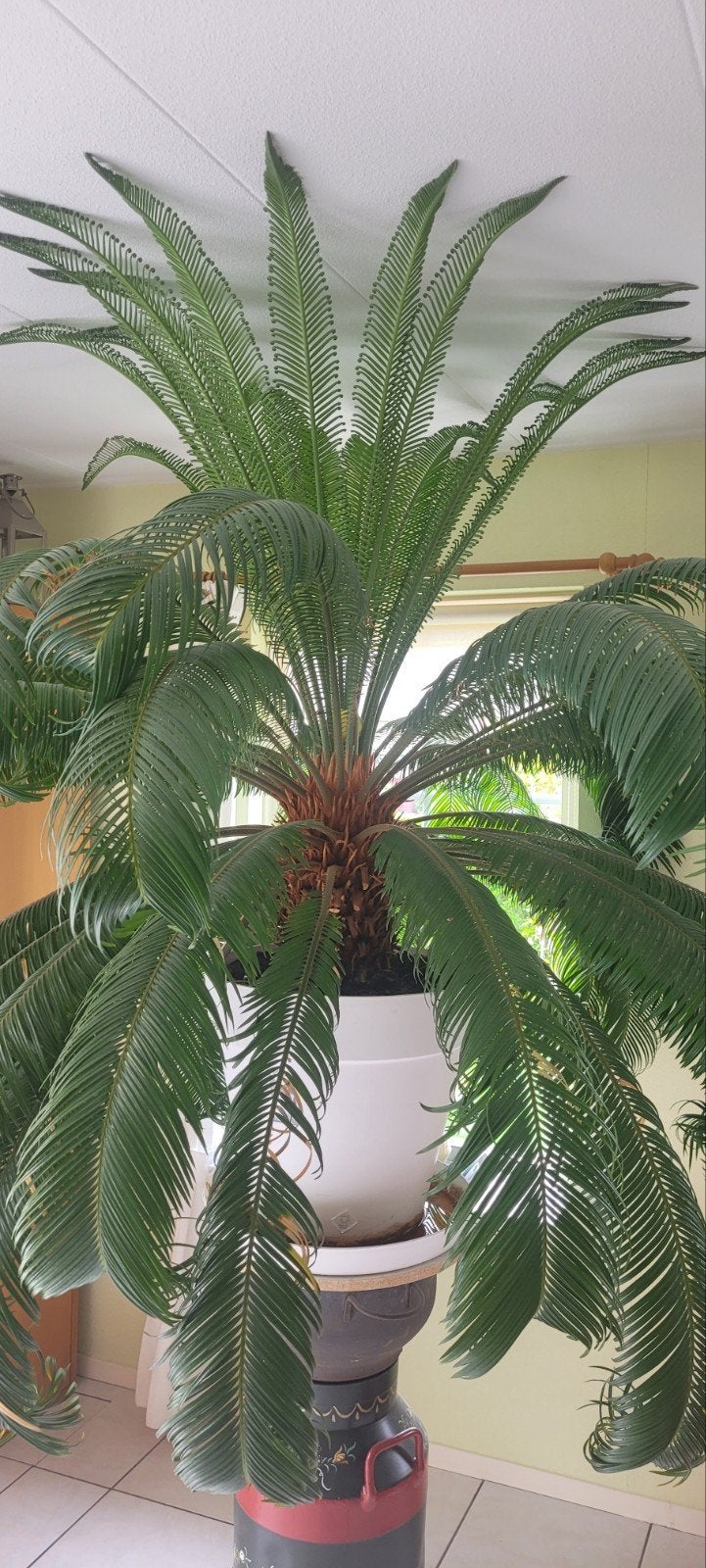 grote cycas revoluta palmboom., Ophalen, 100 tot 150 cm, Halfschaduw, In pot
