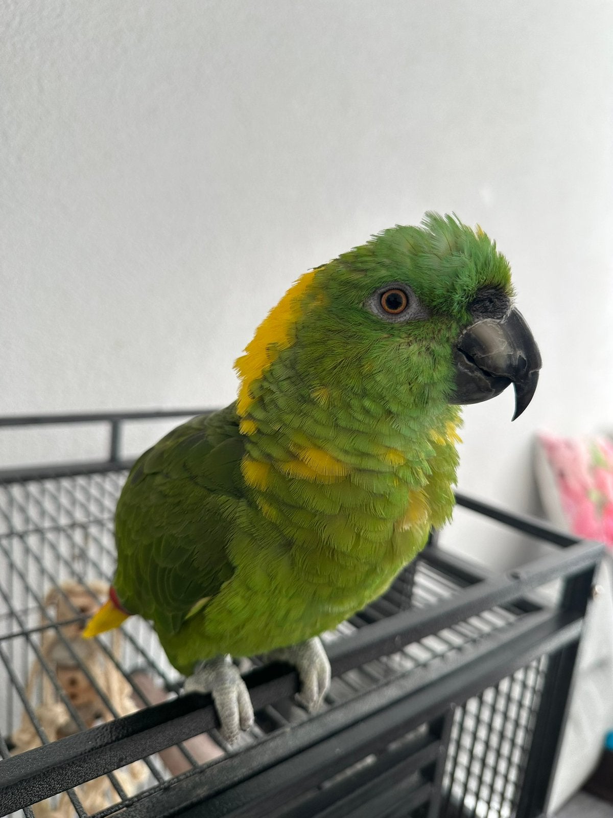 Geelnek Amazone Pop, Vrouwelijk, Papegaai