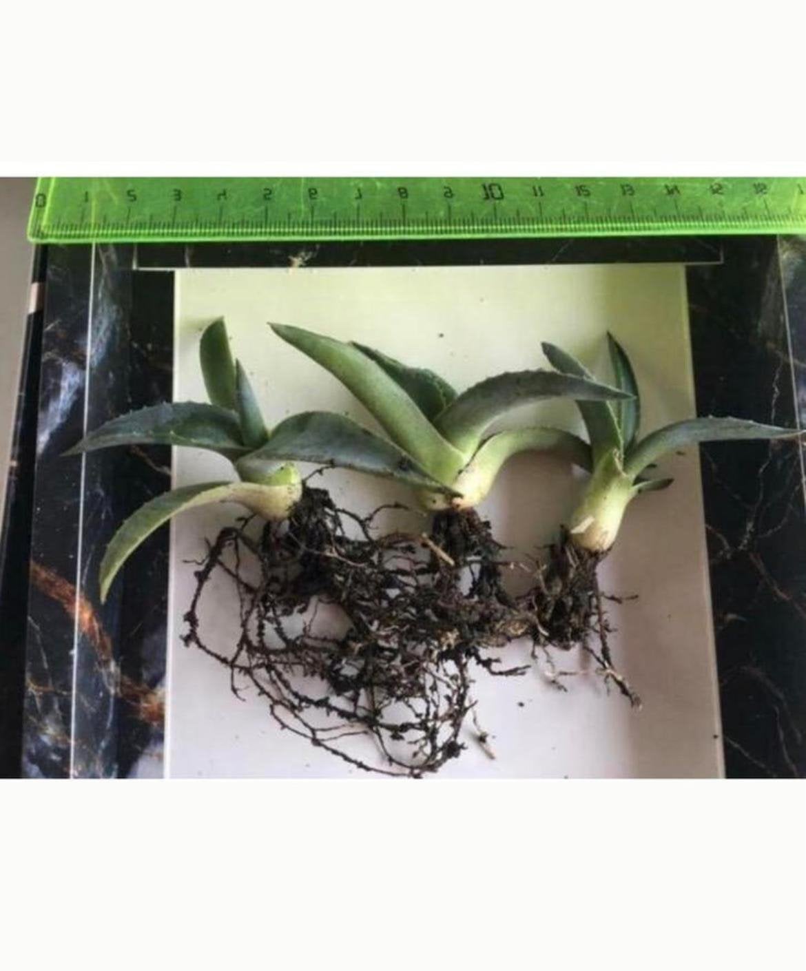 Bio Blauw Agave Americana vaste plant diverse stekken maten, Ophalen of Verzenden, Minder dan 100 cm, In pot, Cactus