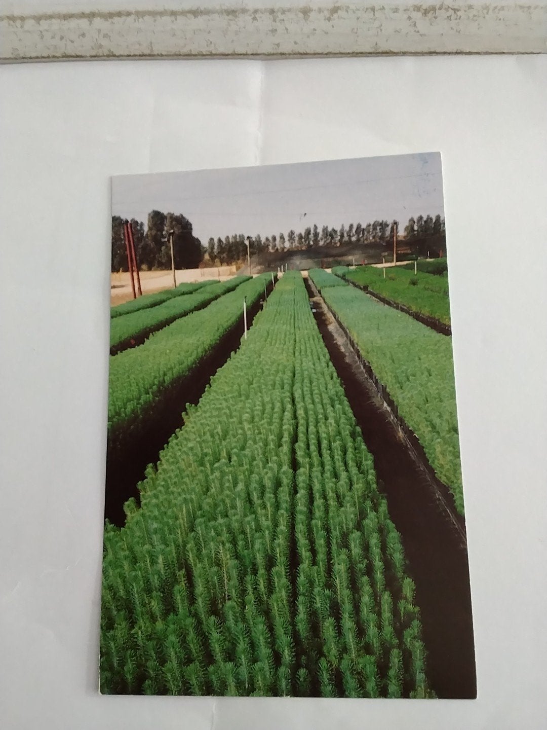 Boomstekjes in een JNF-kwekerij - Ongelopen Ansichtkaart, Ophalen of Verzenden, 1980 tot heden, Ongelopen