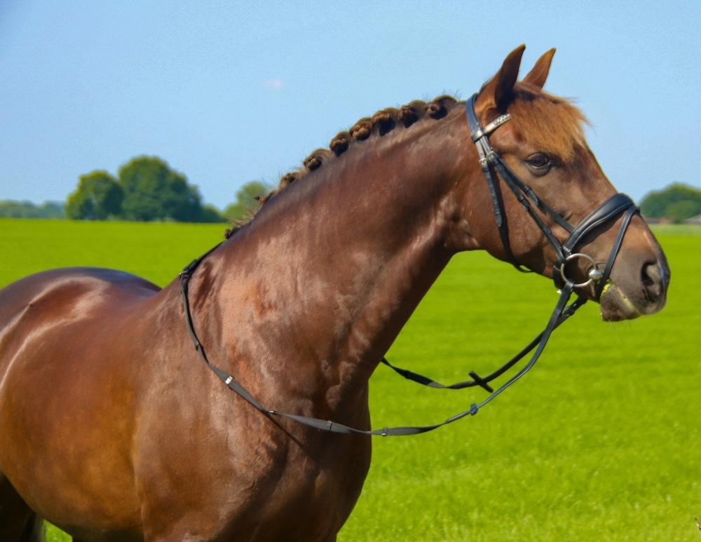 Profi-Rider Hoofdstel Nexus Zwart Full (geen lak) SALE, Ophalen of Verzenden, Nieuw, Overige soorten