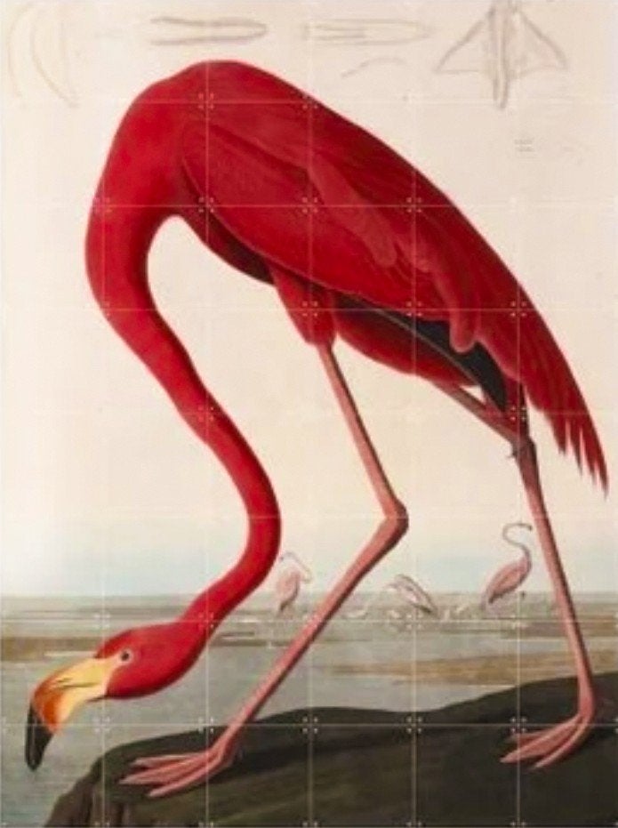 IXXI Flamingo Audubon 120 x 160, vogel, Ophalen, Dieren en Natuur