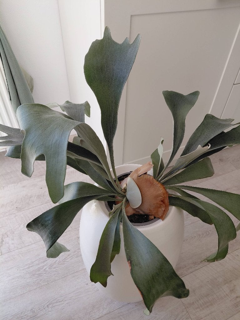 MOOIE GROTE HERTSHOORN KAMERPLANT, Ophalen, Halfschaduw, Minder dan 100 cm