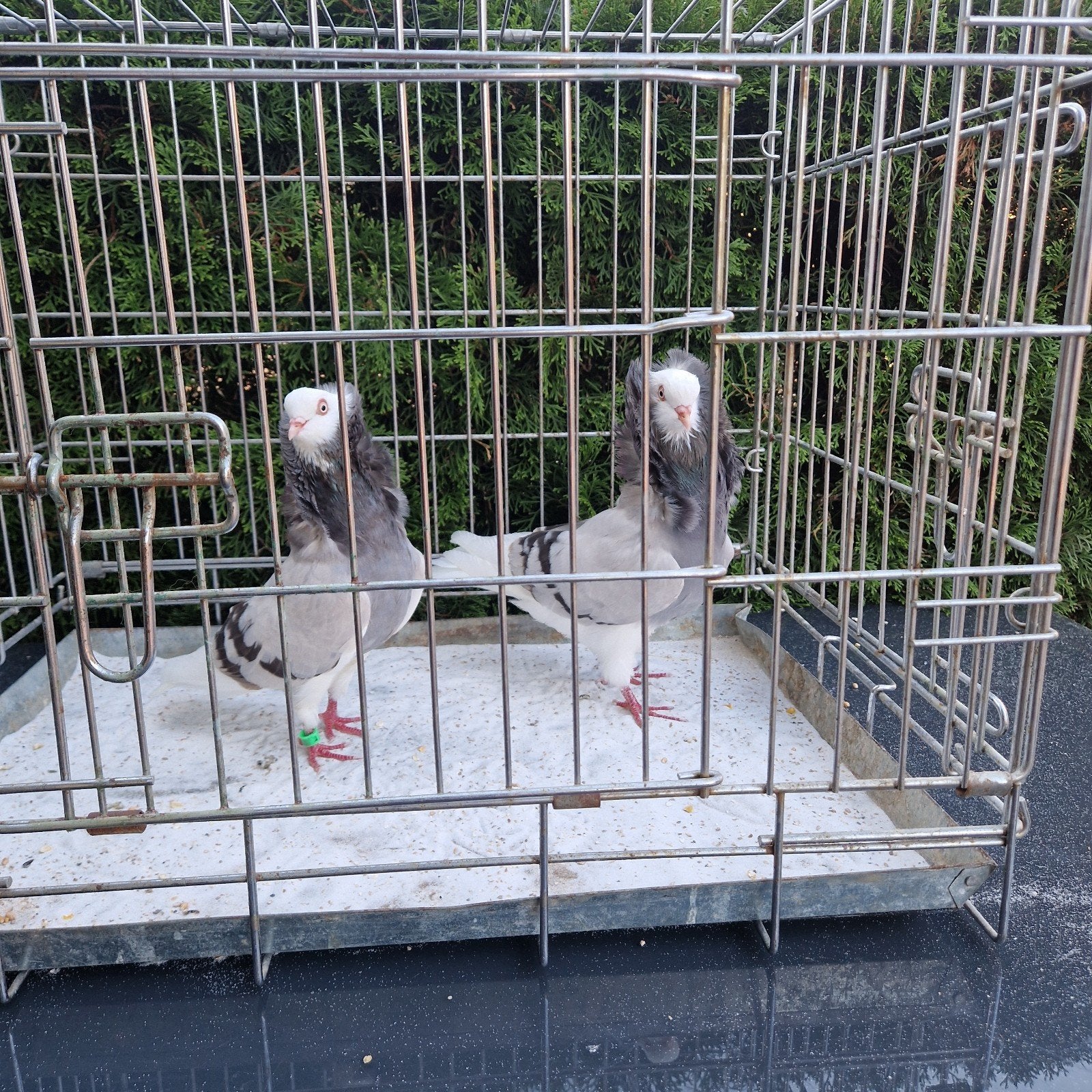 Koppelzilver gebande kapucijners, Meerdere dieren, Overige soorten