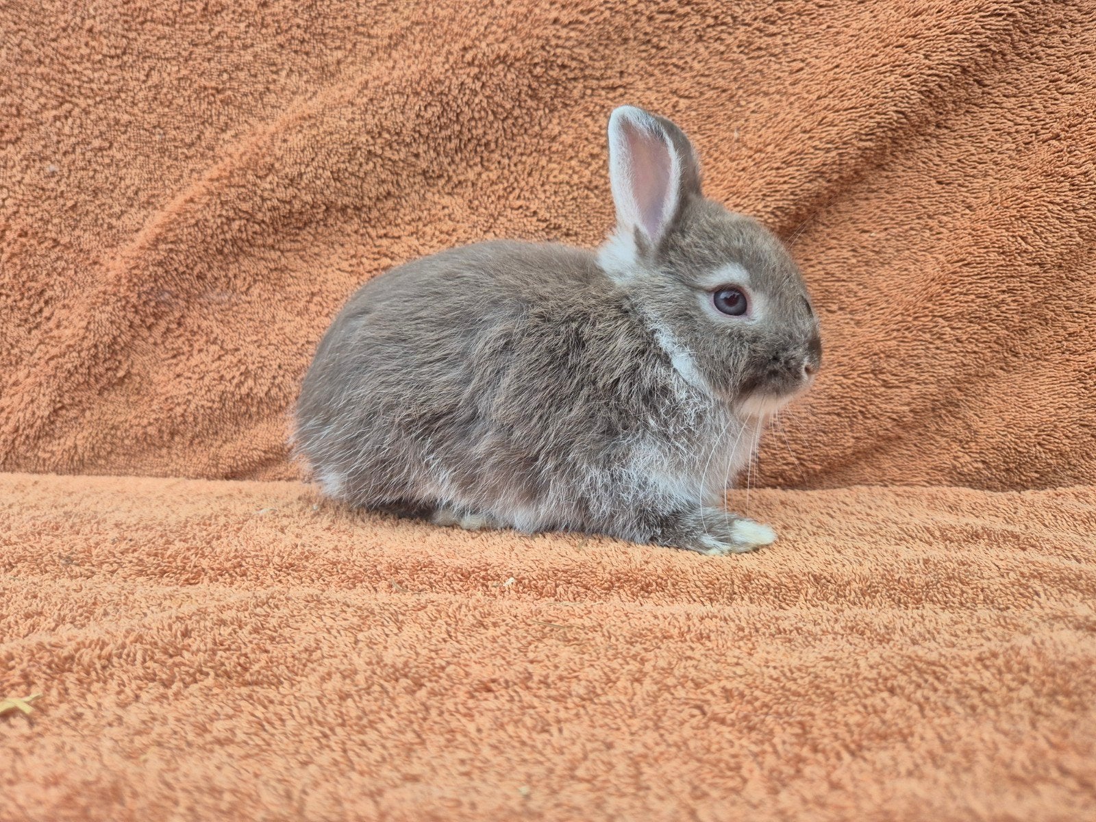 Choco zilvervos kleurdwerg rammetje bijzonder bruin apart, Dieren en Toebehoren, Mannelijk, Dwerg, 0 tot 2 jaar