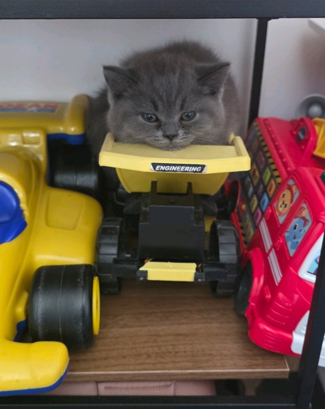 Foto 7 van Britse korthaar kittens - stamboom afkomstig