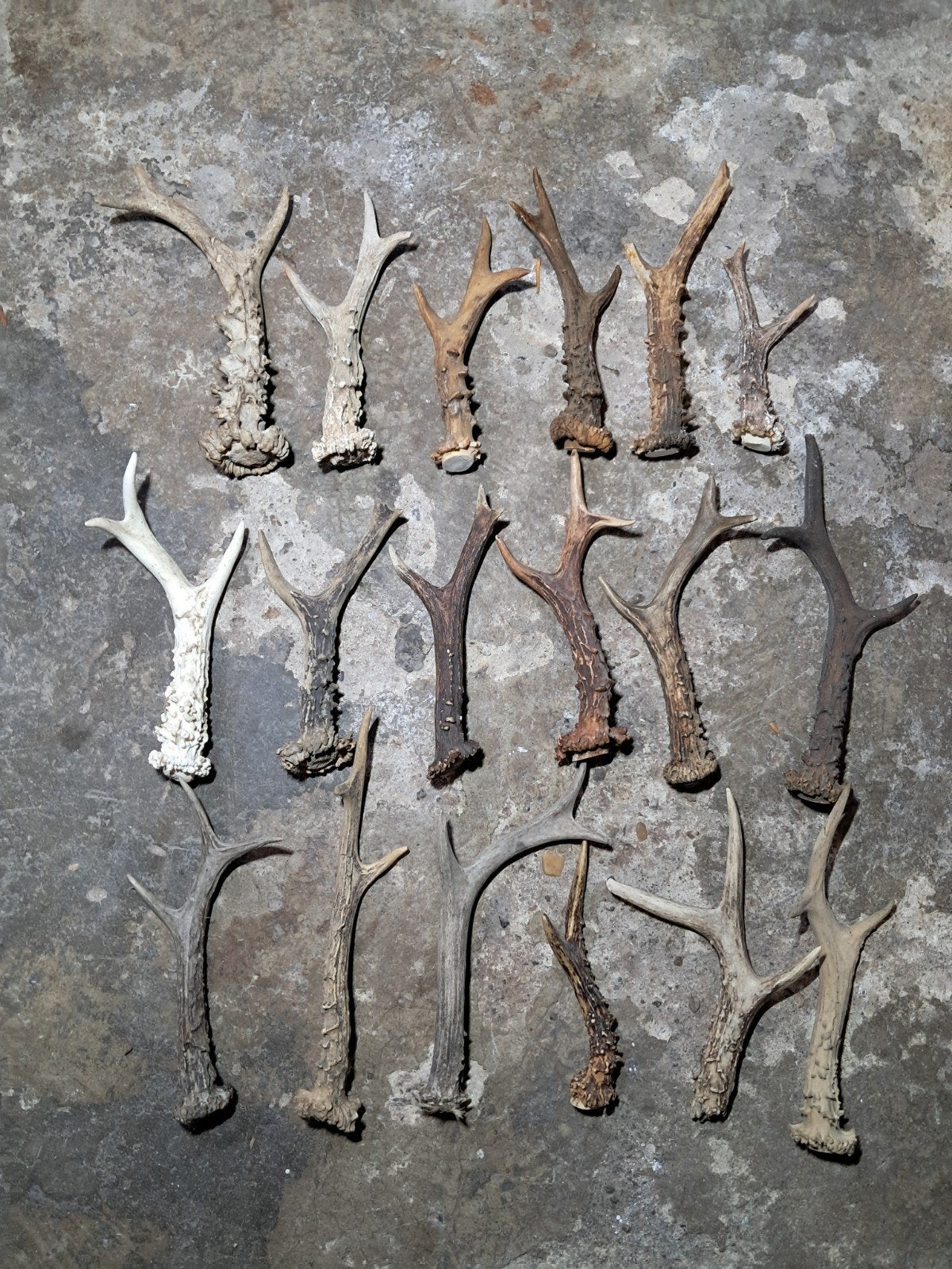Partij Reebok Geweistangen – 18 stuks (Taxidermie / Knutsel, Ophalen of Verzenden, Nieuw, Hert, Gewei of Kop