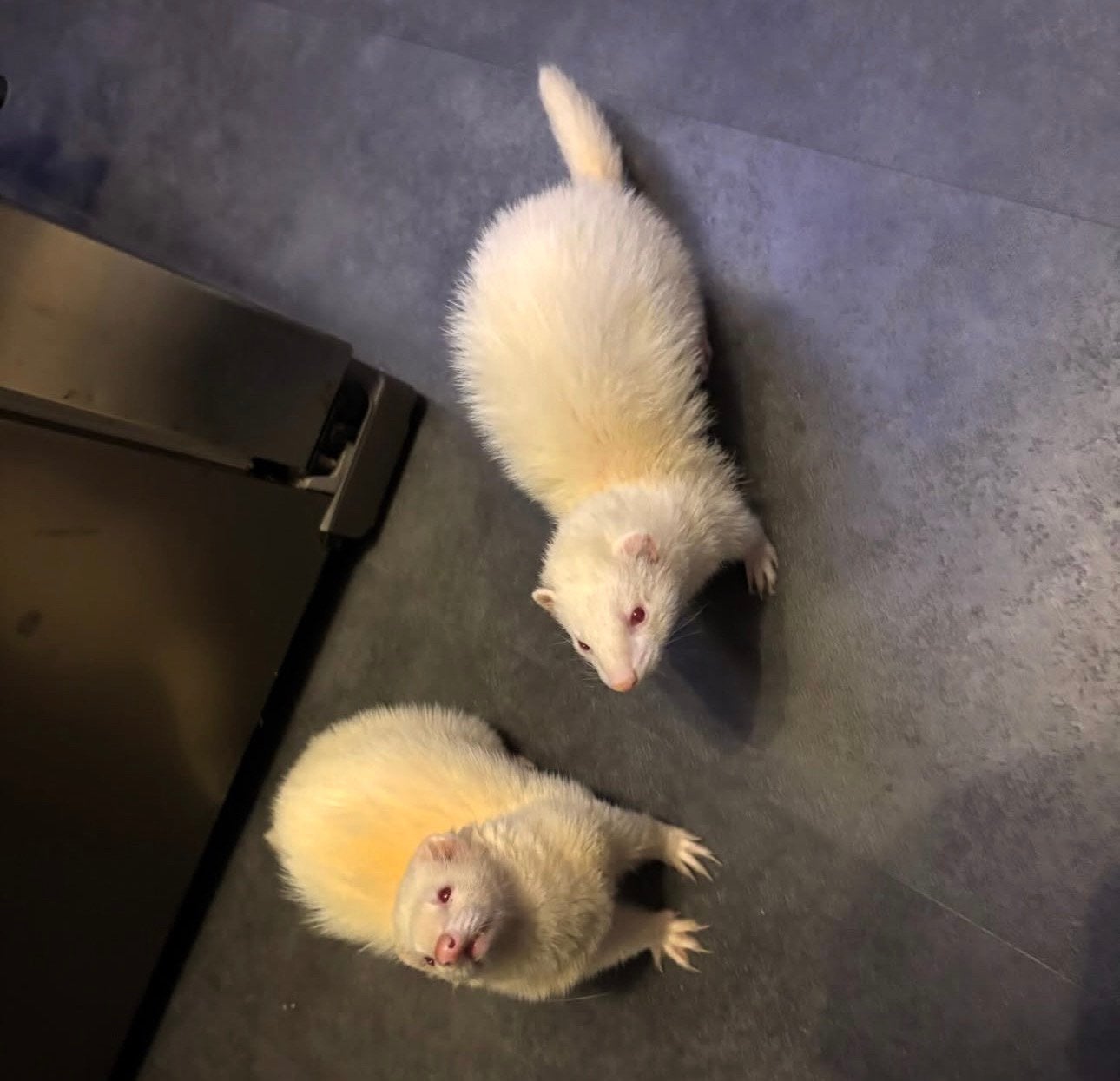 Albino fretten, Augustus, Meerdere dieren