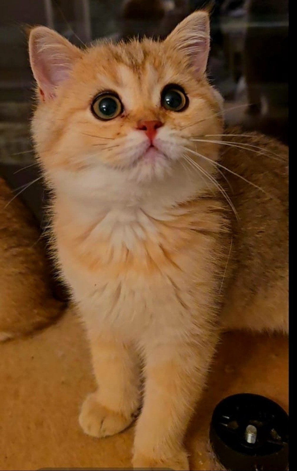 BRITSE KORTHAAR KITTENS,GOLDEN SCHADEDNY11,BLUE GOLDEN AY11, Meerdere dieren