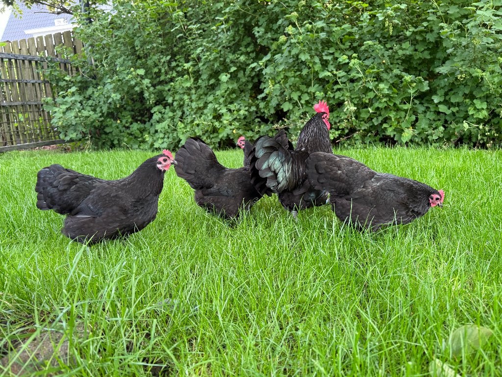 Australorp kriel koppels, zwart of blauw, Dieren en Toebehoren, Meerdere dieren, Kip