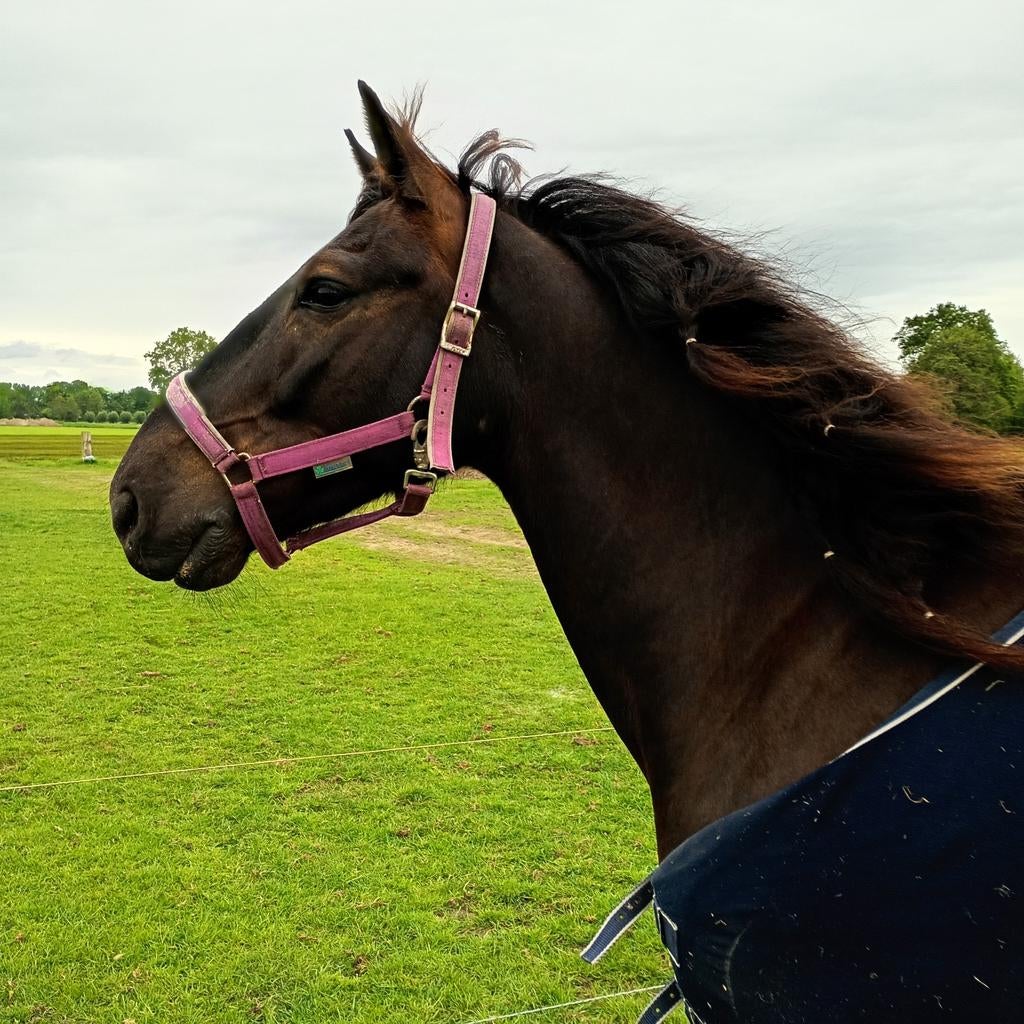 Beleren en verkopen ponys, Dieren en Toebehoren, Stalling en Weidegang, Weidegang, 2 of 3 paarden of pony's
