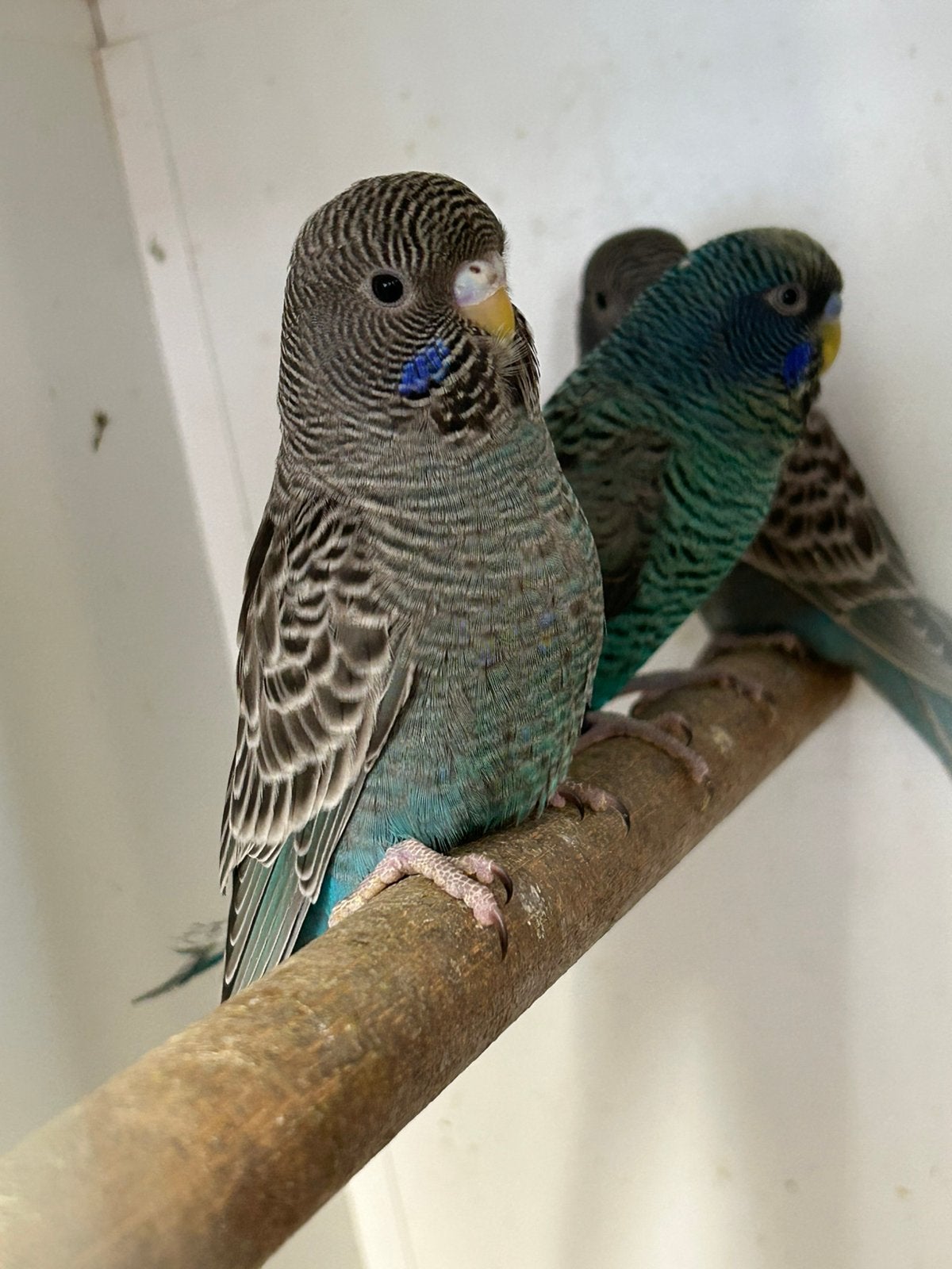 3 jonge blackface split blackwing, Dieren en Toebehoren, Vogels | Parkieten en Papegaaien, Meerdere dieren, Parkiet, Geringd