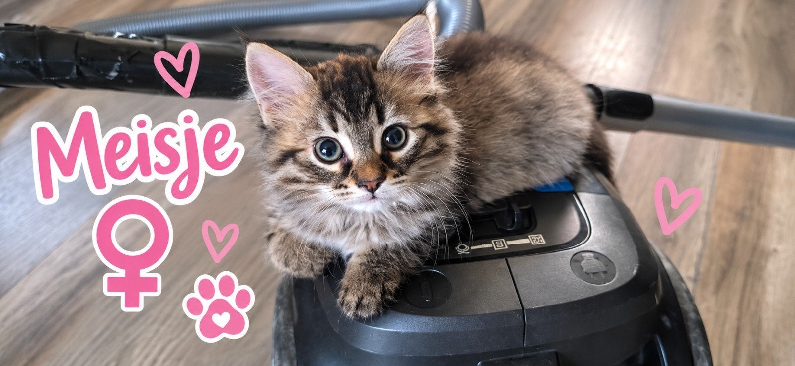3 kittens kruising Maincoon- europese korthaar, Dieren en Toebehoren, Katten en Kittens | Overige Katten, Meerdere dieren, Langharig