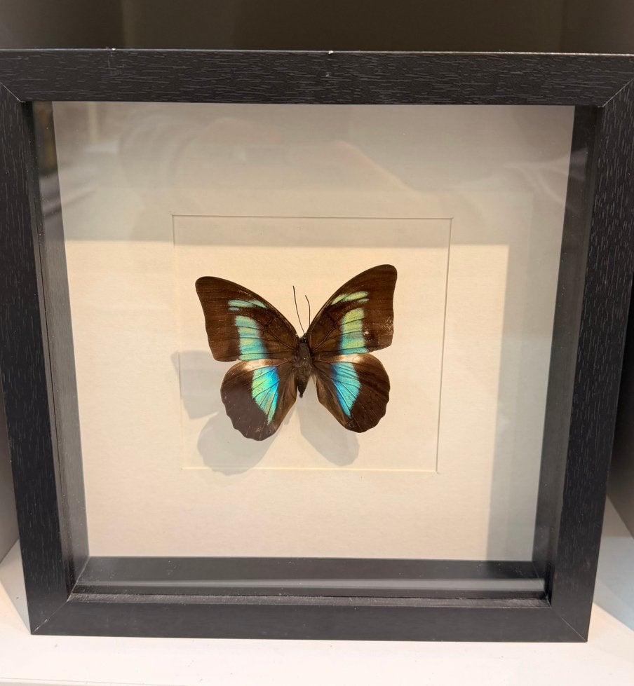 Vlinder in lijst, Verzamelen, Dierenverzamelingen, Verzenden, Zo goed als nieuw, Insect, Opgezet dier