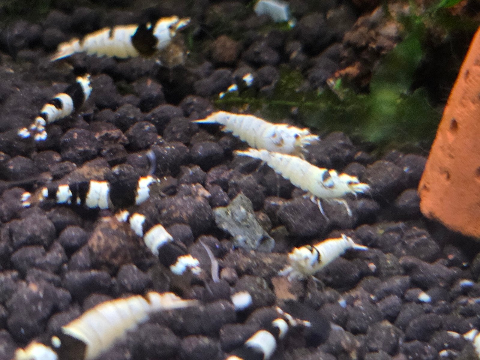 Crystal Black garnalen, vanaf € 1,70, verzending mogelijk, Dieren en Toebehoren, Vissen | Aquariumvissen