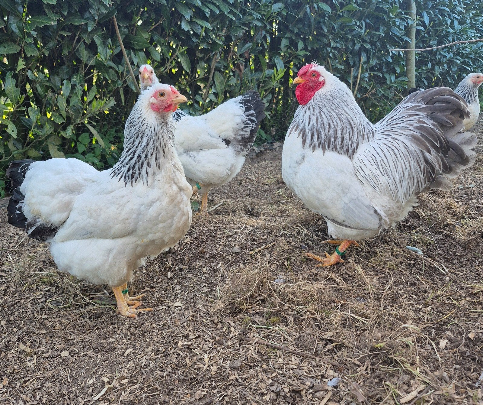 Jonge Wyandotte krielen, Dieren en Toebehoren, Pluimvee, Meerdere dieren, Kip