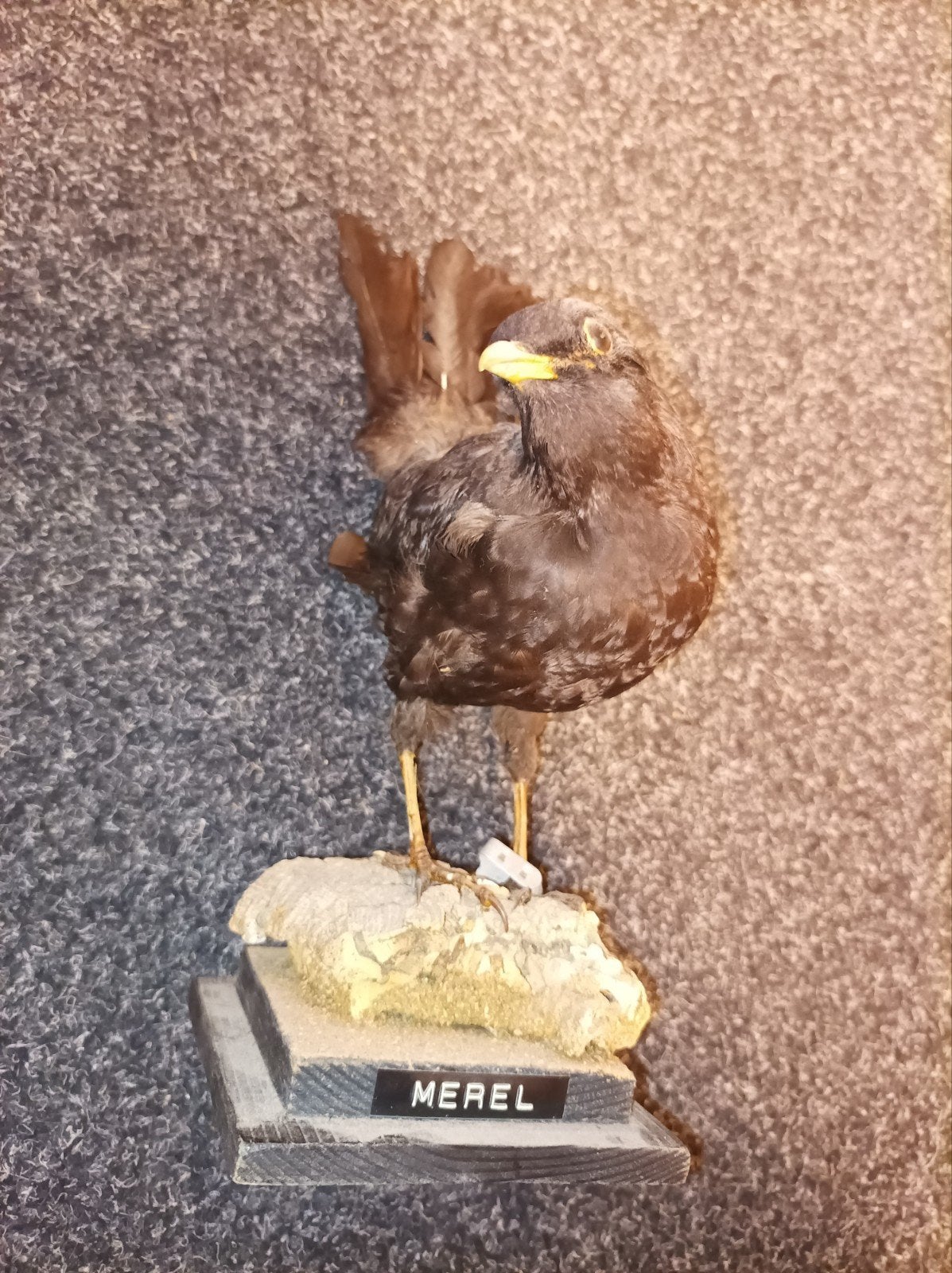 Taxidermie opgezette merel vogel rariteitenkabinet, Ophalen of Verzenden, Gebruikt, Vogel, Opgezet dier