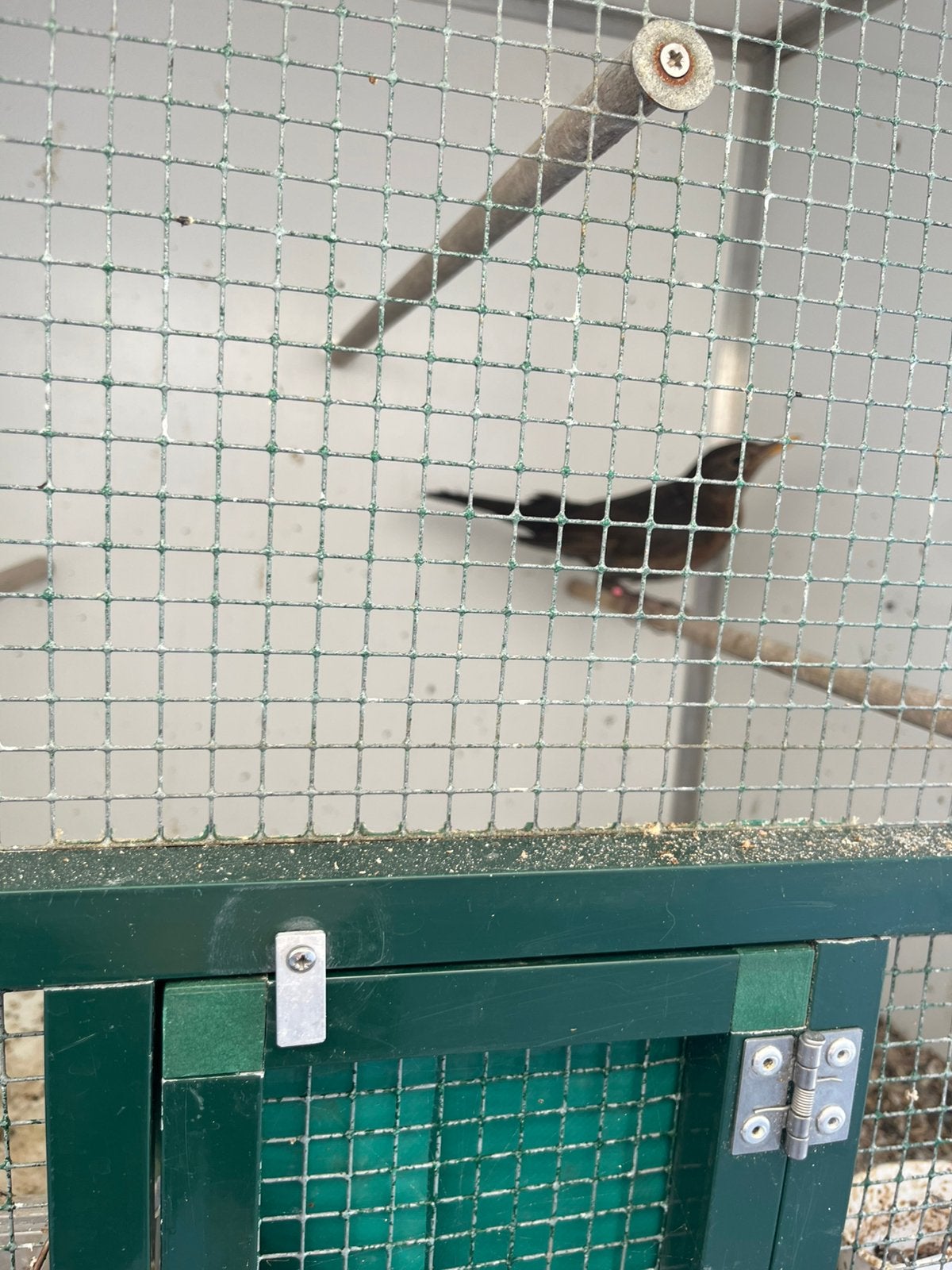 Te koop zeer mooie pop merel, Dieren en Toebehoren, Vogels | Overige Vogels, Vrouwelijk, Wildzangvogel, Geringd