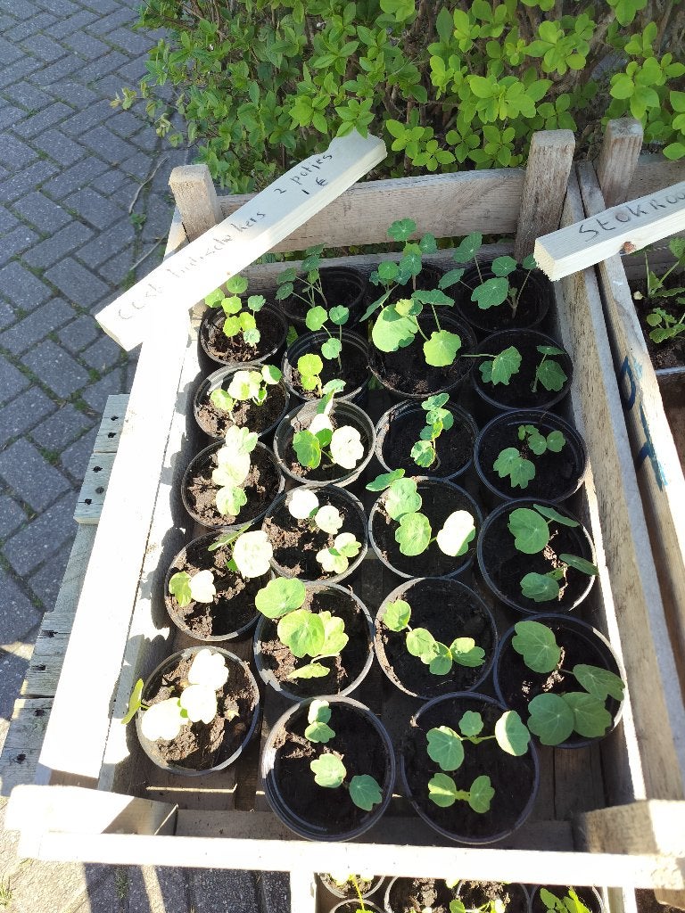 Oost Indische kers.  2 potjes 1 euro, Ophalen, Eenjarig, Overige soorten, Volle zon