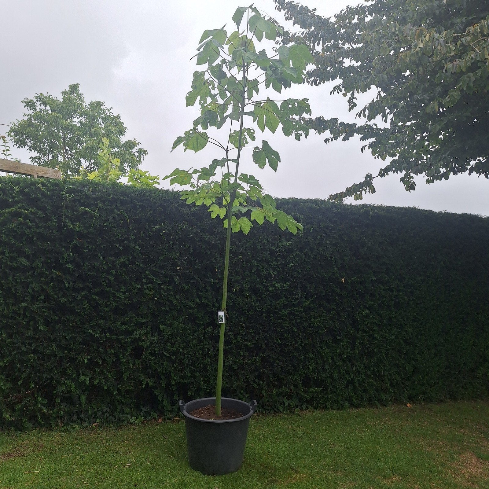 Chinese parasolboom - Prachtige jonge boom in pot, Tuin en Terras, Bloeit niet, Overige soorten, 250 tot 400 cm, Ophalen