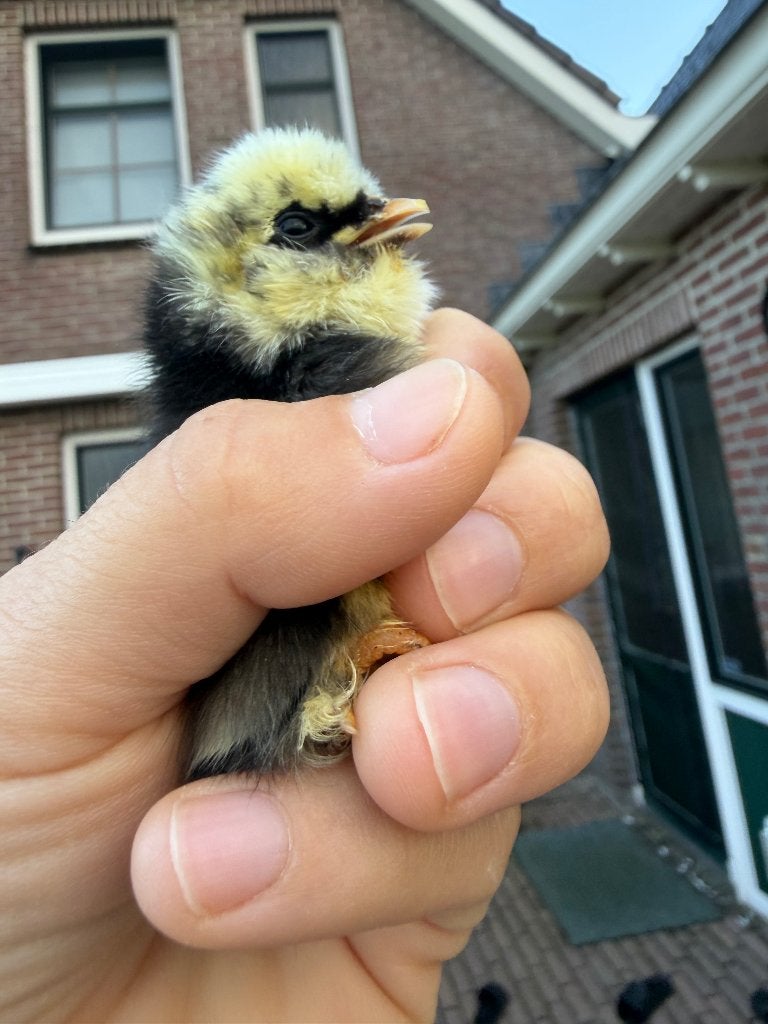 Kuikens, Dieren en Toebehoren, Meerdere dieren, Kip