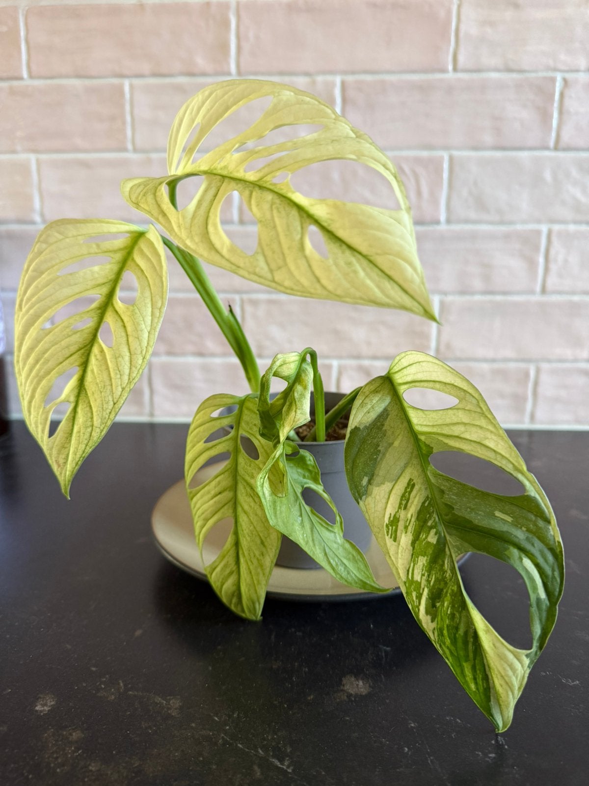 Monstera Adansonii Variegata, Huis en Inrichting, Kamerplanten, Ophalen, Overige soorten, Halfschaduw, Minder dan 100 cm
