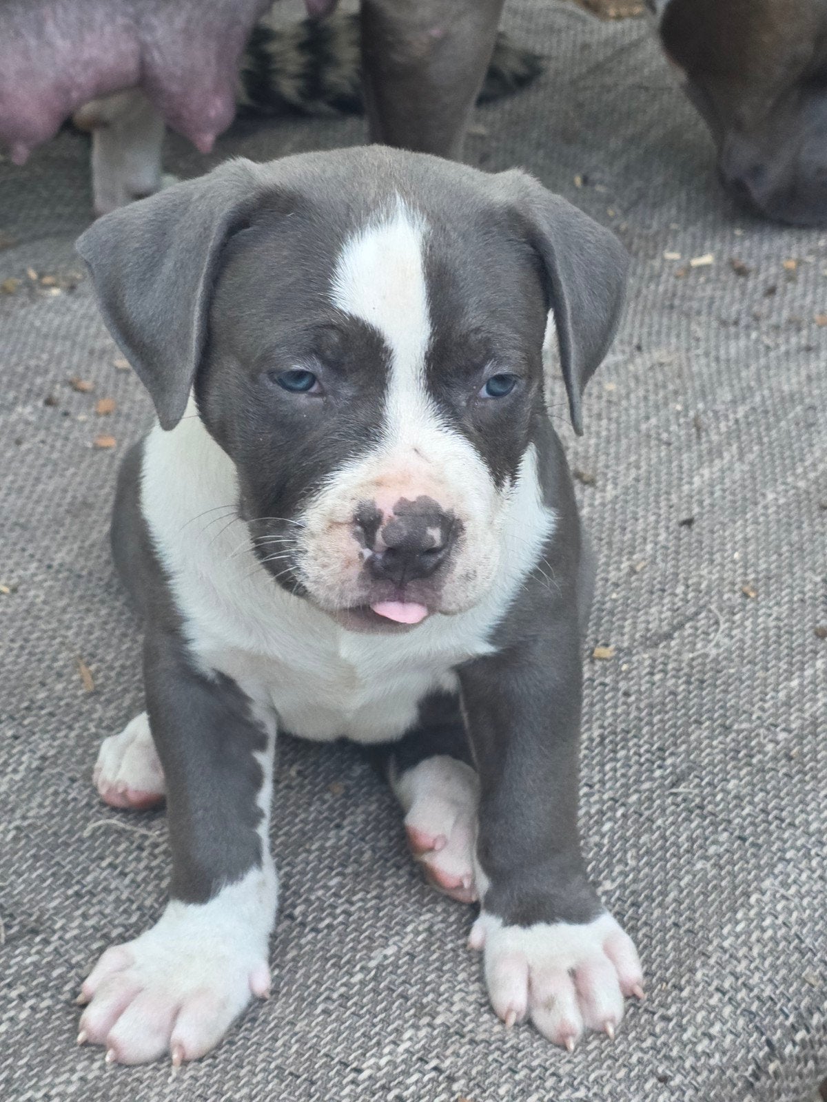 Bully xl pups, 8 tot 15 weken, Meerdere, Meerdere dieren, Nederland